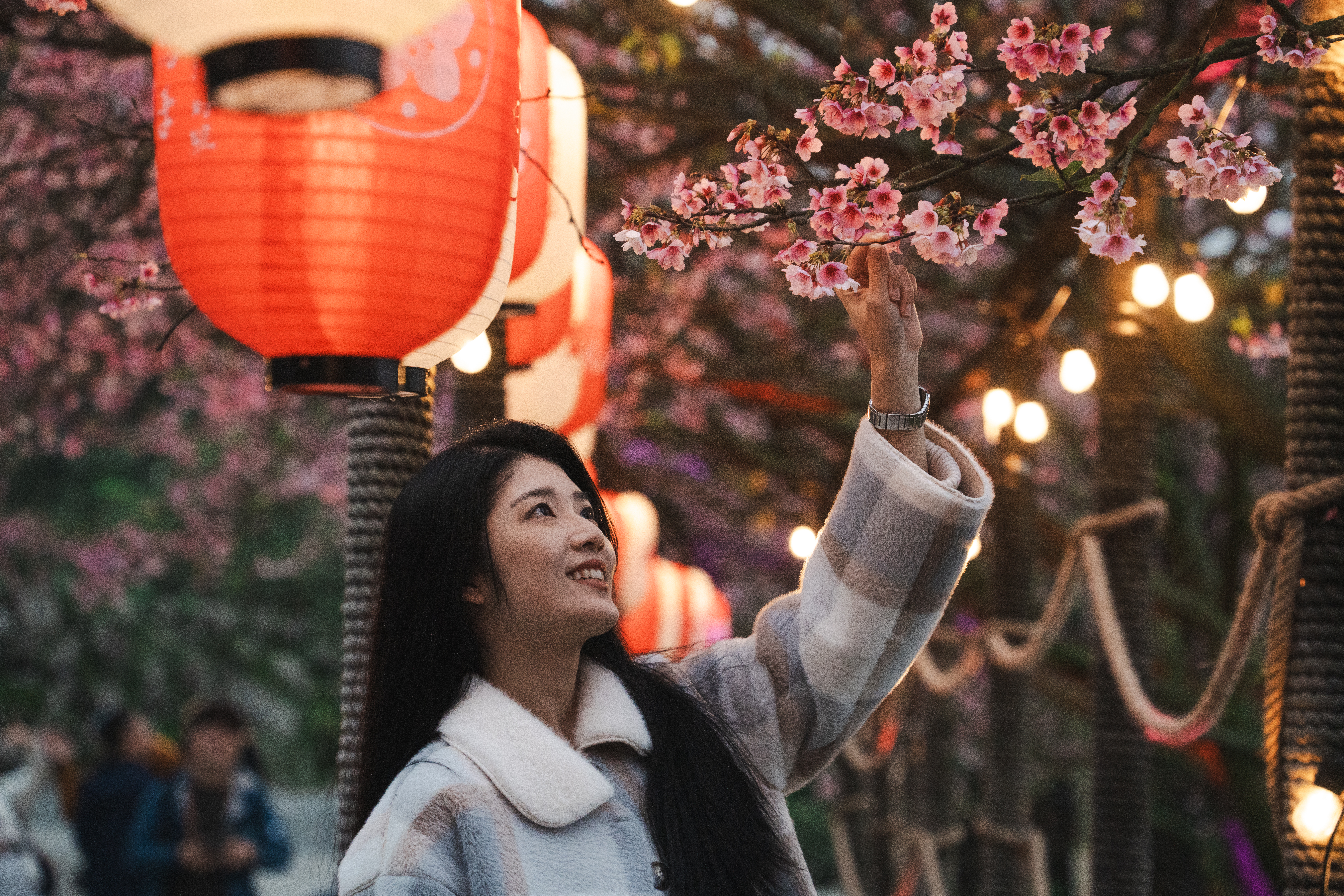 「2026花見櫻花季」1月29日至2月11日於淡水天元宮登場(資料照片)