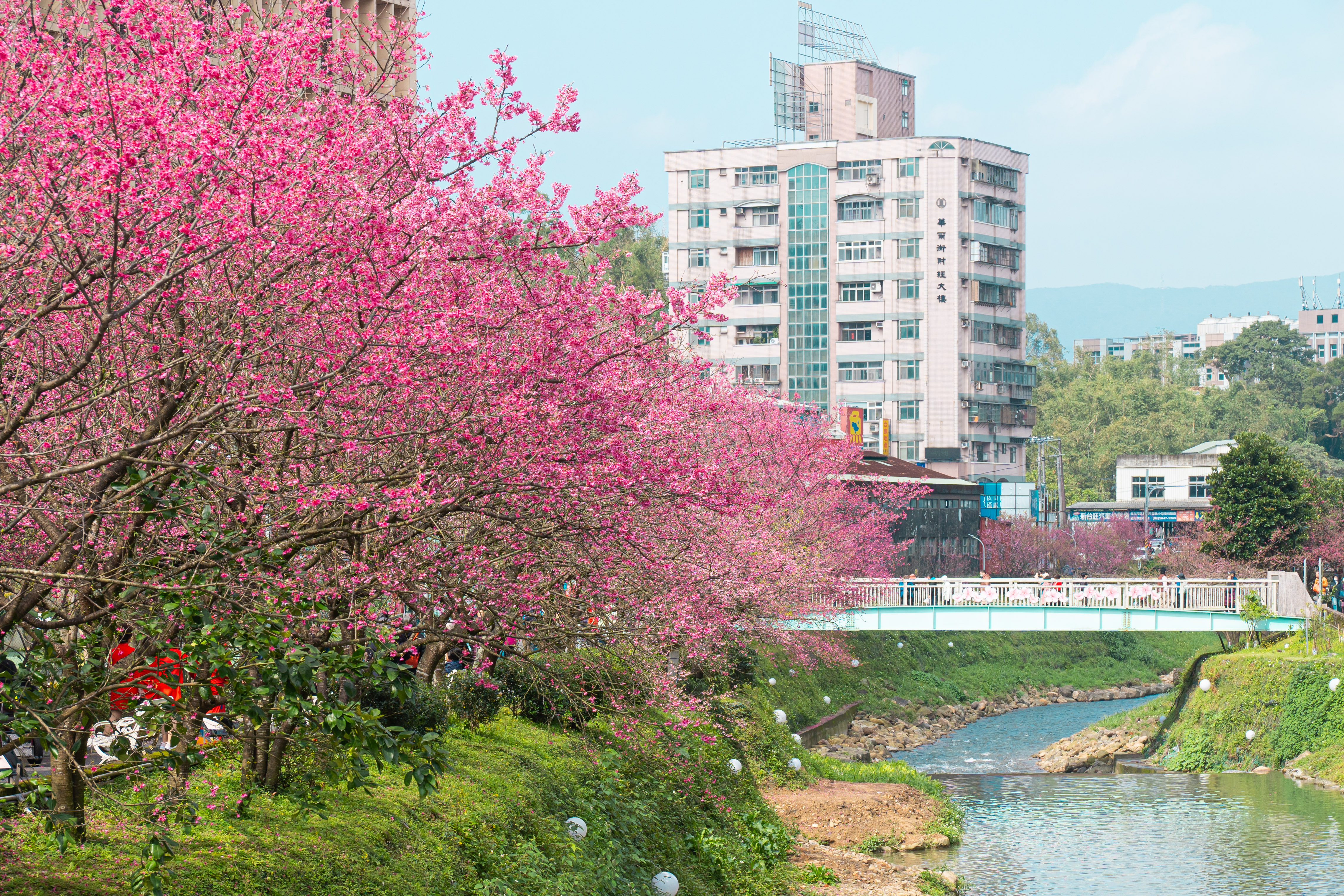 汐止康誥坑溪山櫻花盛開時美不勝收，近年已成為知名賞櫻景點(資料照片)