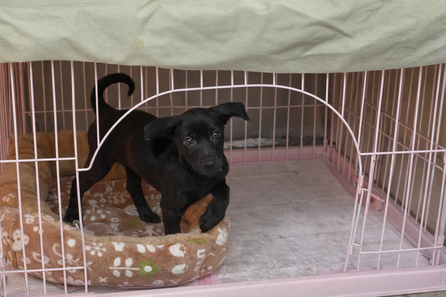 二重派出所至瑞芳動物之家認養母犬 1 隻，暫名「狗狗」，活潑可愛，將擔任機關犬