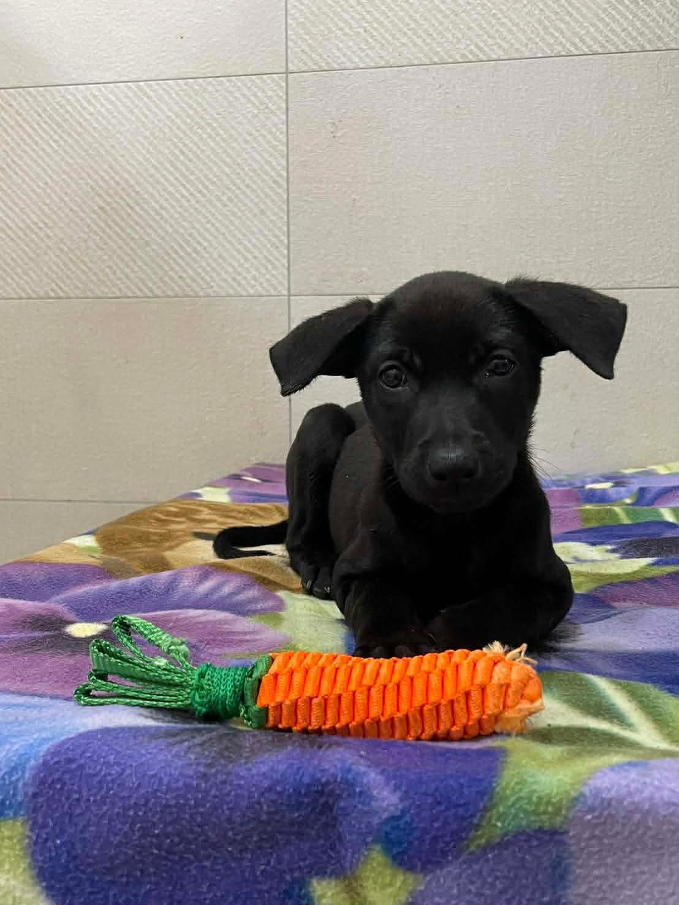 動保員用心為毛寶貝拍攝照片並分享至臉書，成功引起關注，終於為牠找到屬於自己溫暖的家