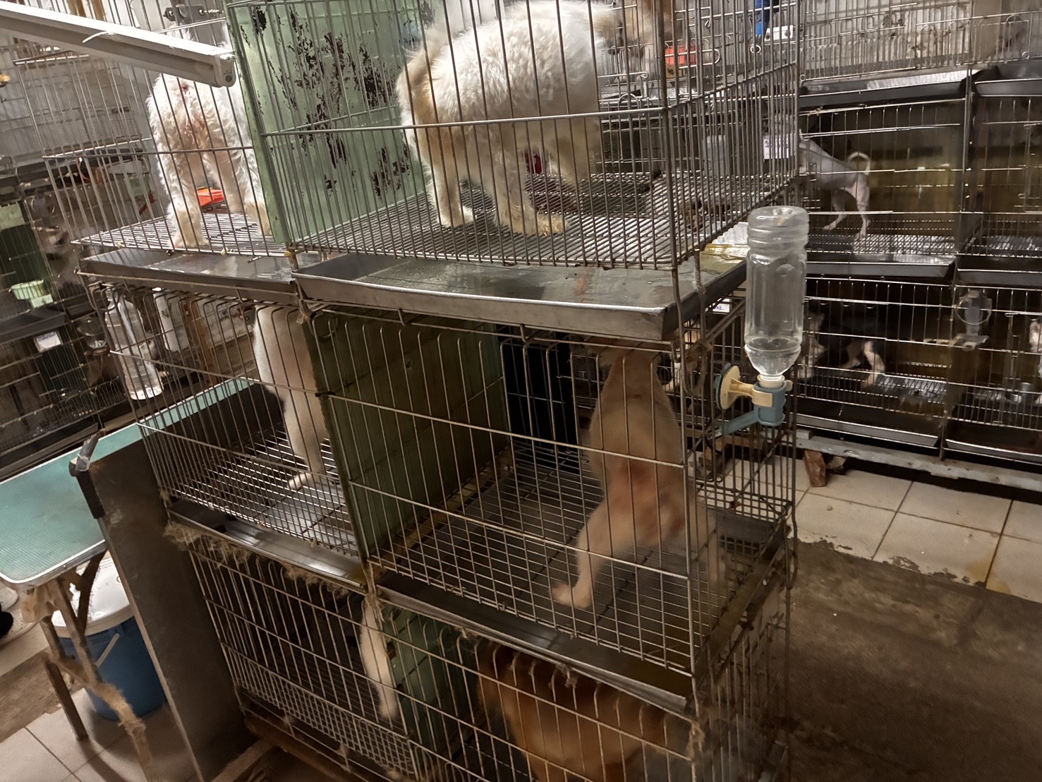  查核時發現現場環境擁擠犬聲吵雜