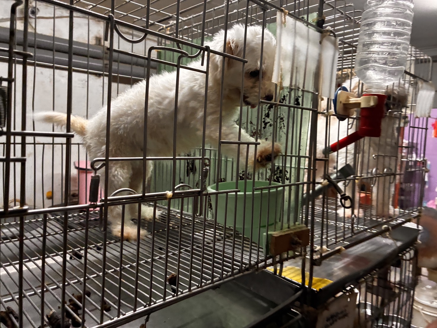  大小便未清理毛寶貝寸步難行