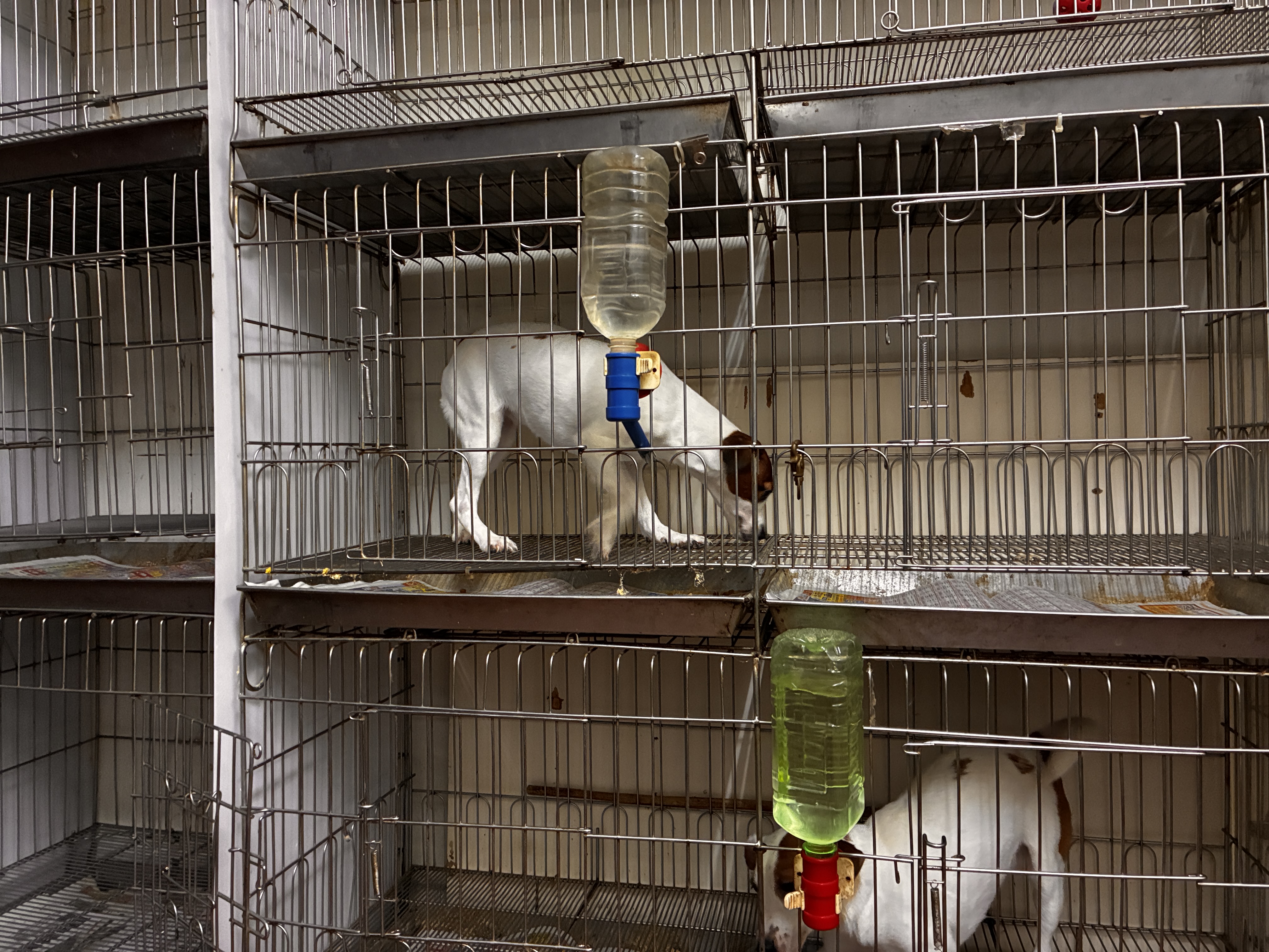 籠具高度只有45CM毛寶貝無法好好抬頭