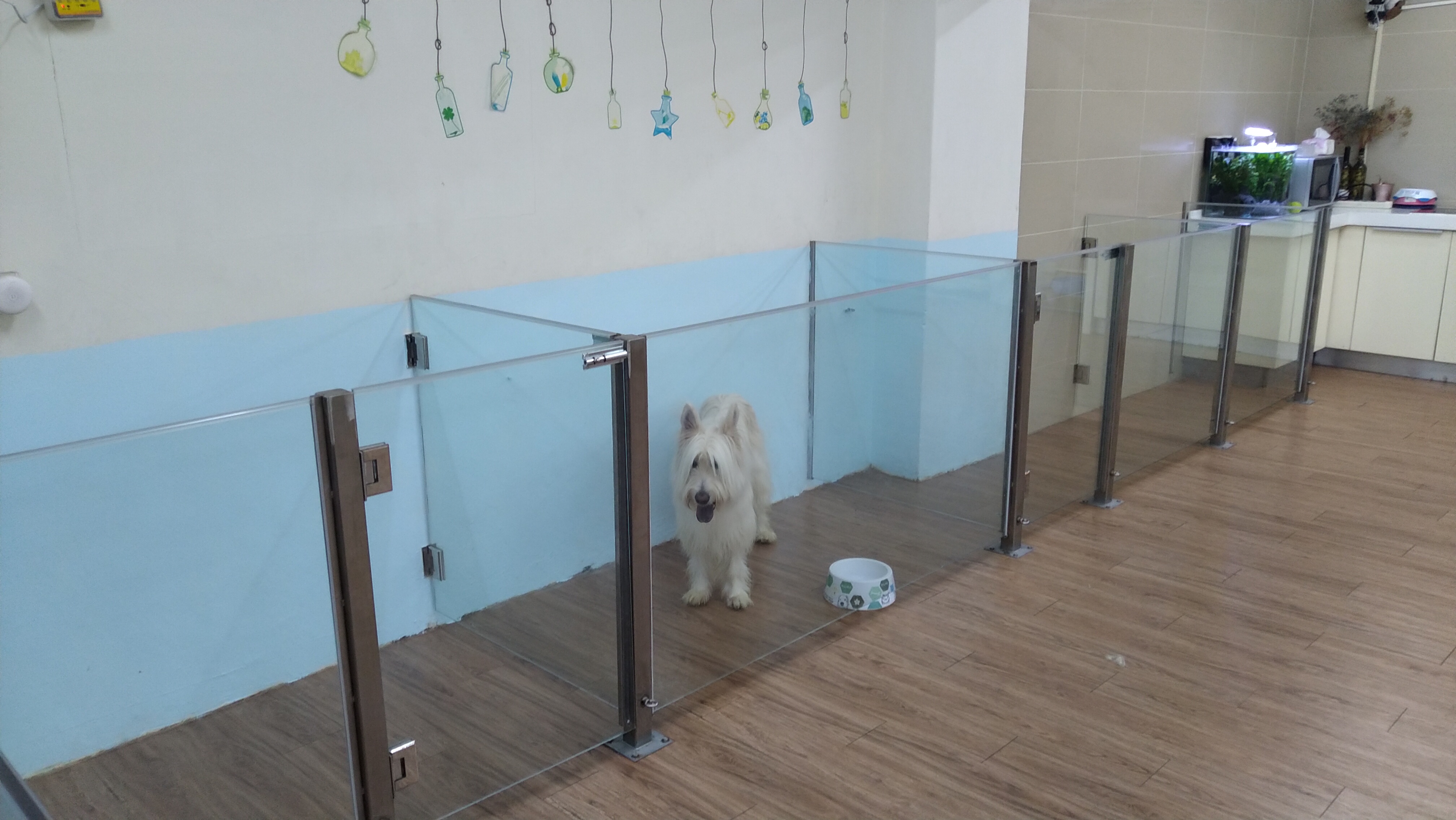  平面飼養讓狗狗小肉墊放鬆不緊繃(非本案例照片)