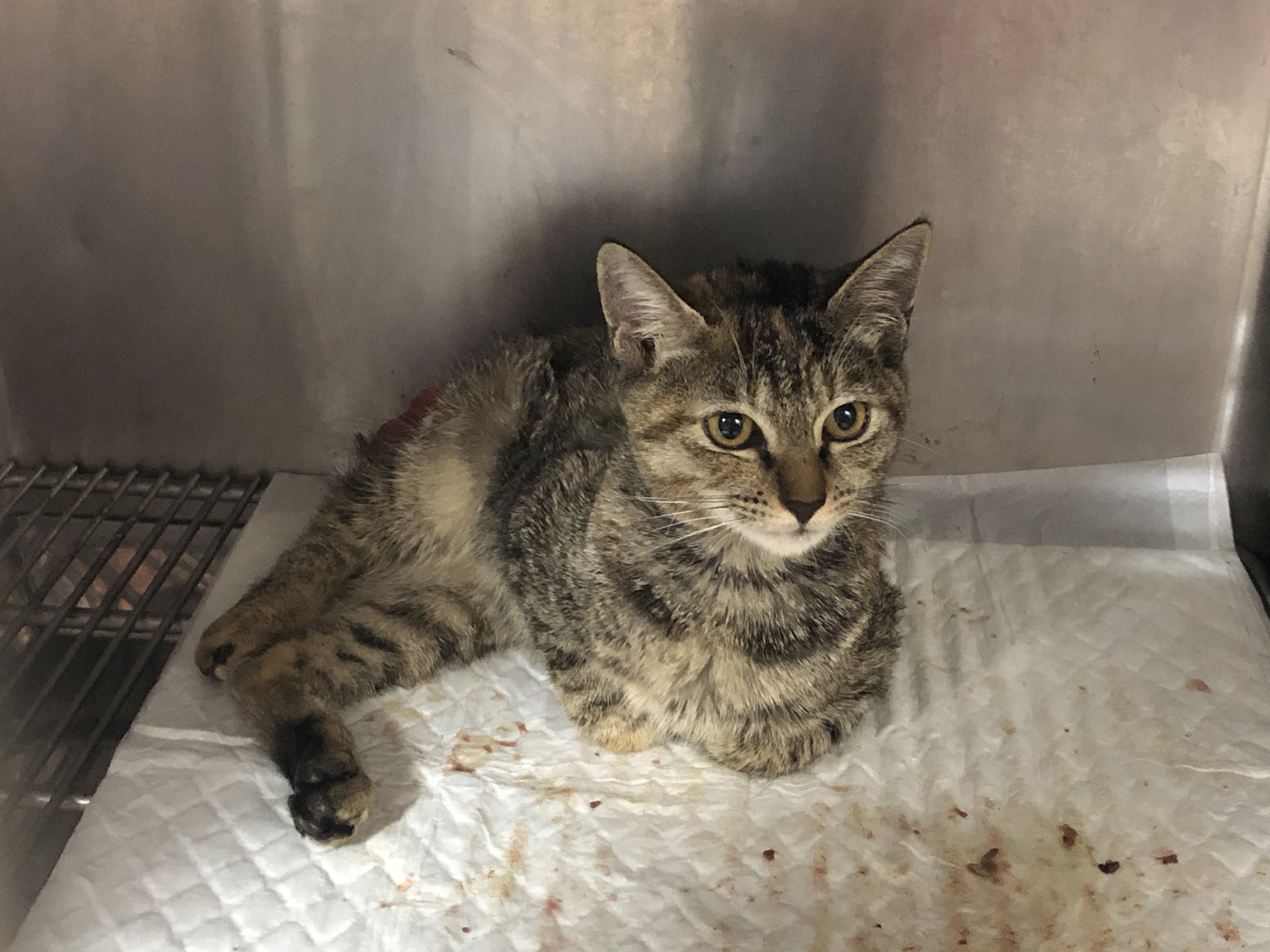 寵物就醫時，獸醫師與飼主應充分討論，並清楚說明醫療流程與費用，以避免醫療消費糾紛產生