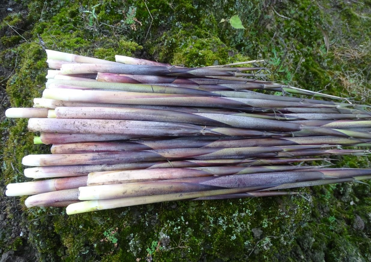 箭竹筍為台灣多種具食用價值的竹筍之一，其口感及味道獨特，深受饕客喜愛