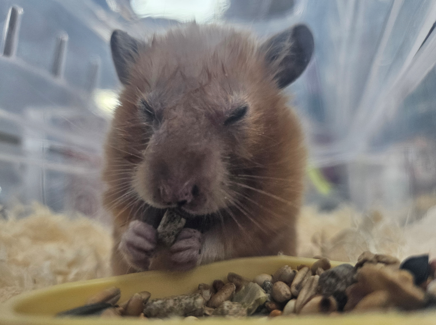 茉莉兒剛至動保處眼睛張不開