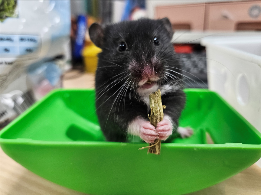  愛牠就要顧好牠