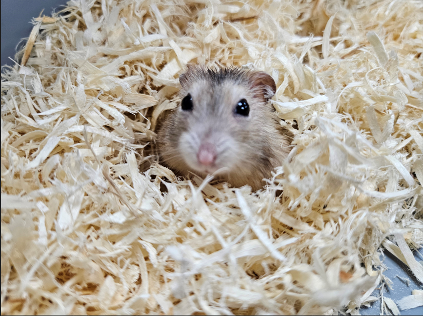  提供適當躲避空間讓寵物感到安心