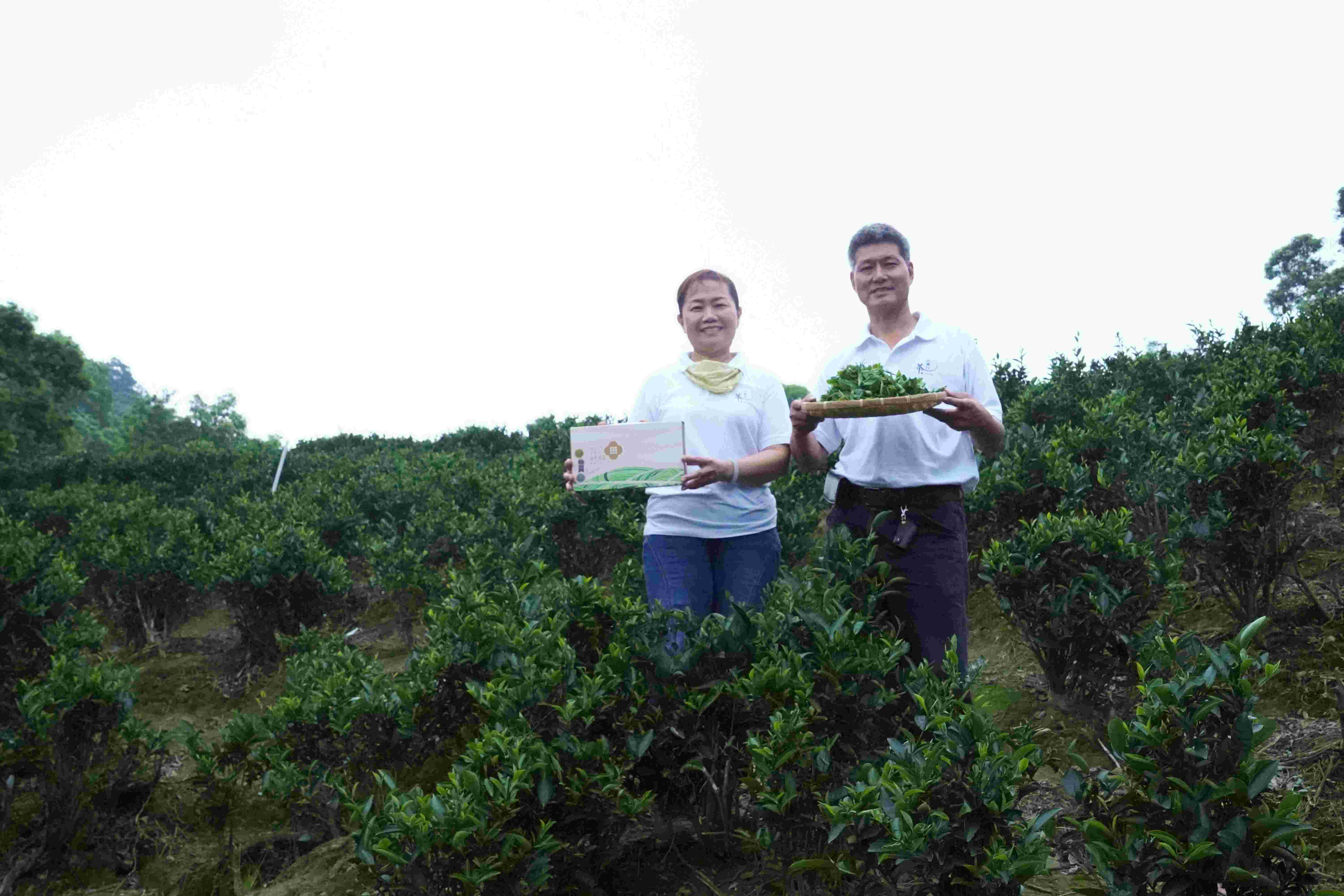 三峽區「玉峯茗茶業」由茶農周育成(右)與妻子李秀峯(左)共同經營，本次獲得比利時「頂級美味大獎」最高榮譽三星獎，更獲頒鑽石獎章作為多年維持高品質的肯定