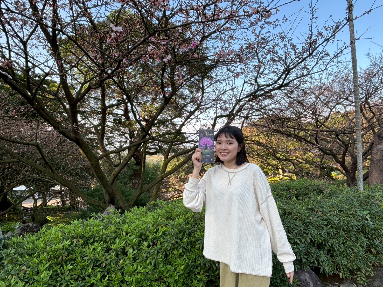 「2026花見櫻花季」以淡水無極天元宮粉嫩三色櫻為主角，目前已綻放2至3成，預計2月上旬盛開