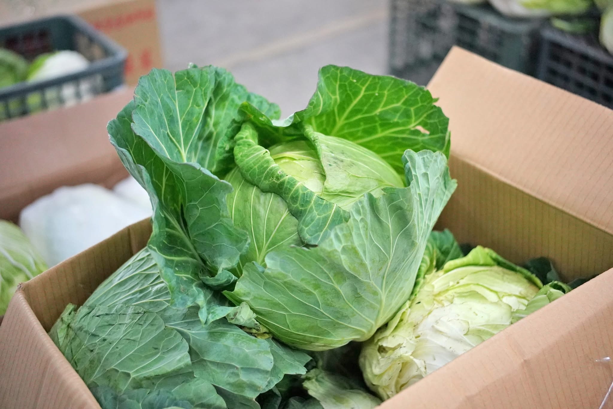 國產高麗菜進入盛產期，冬天的高麗菜脆又甜、價格實惠，正是享用美味的好時刻