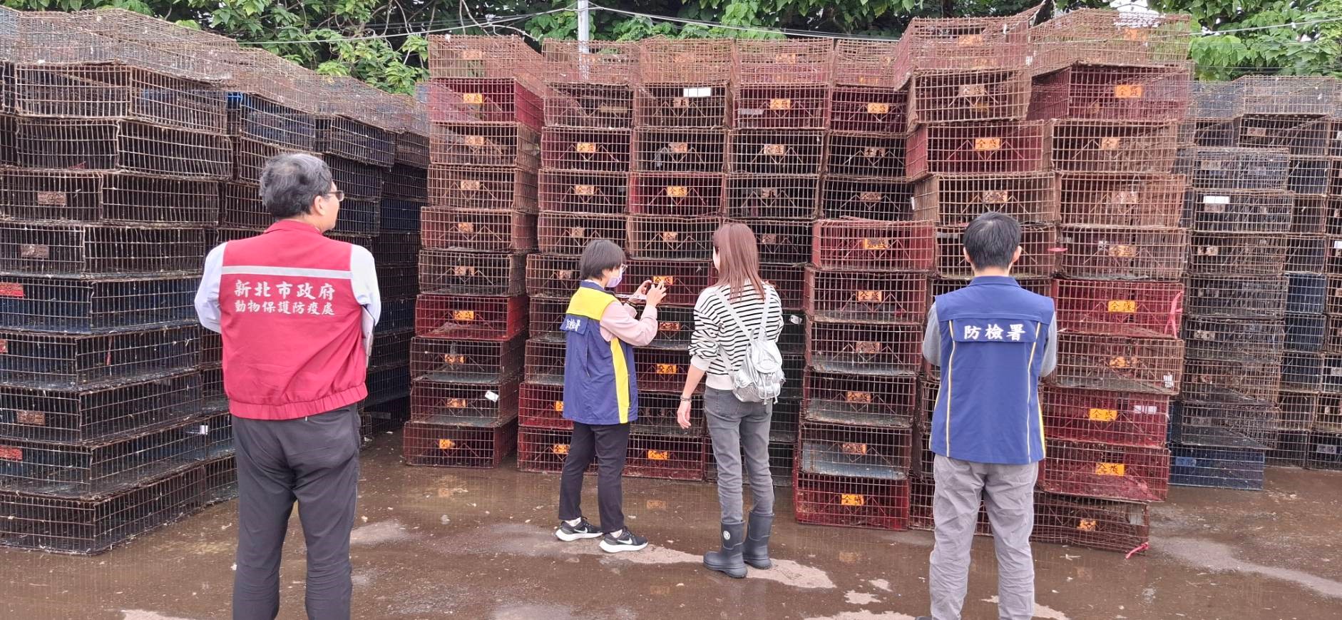  動保處會同防檢署查核台北市集籠場清洗消毒
