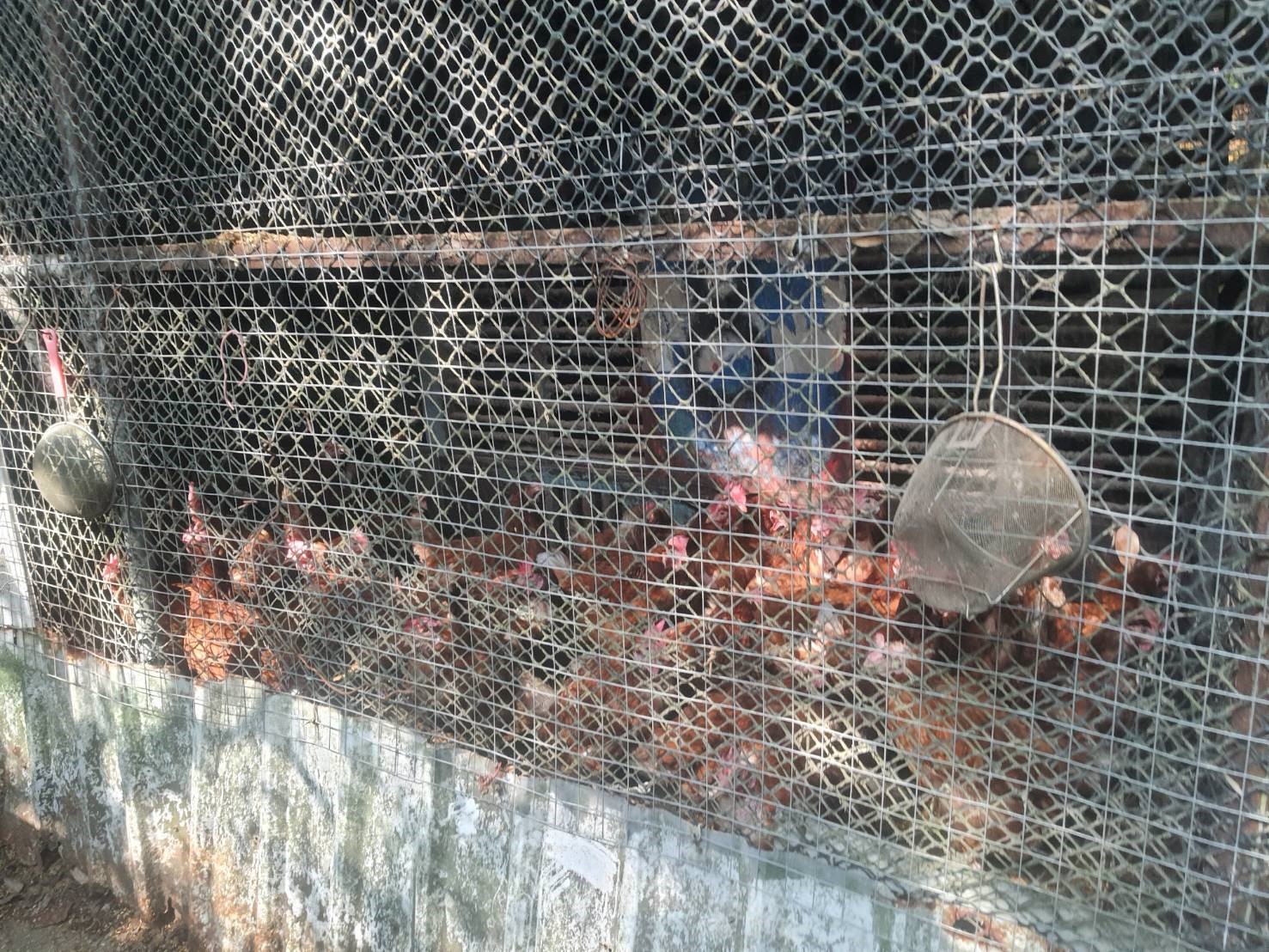  動保處查核農戶圍網破損部分