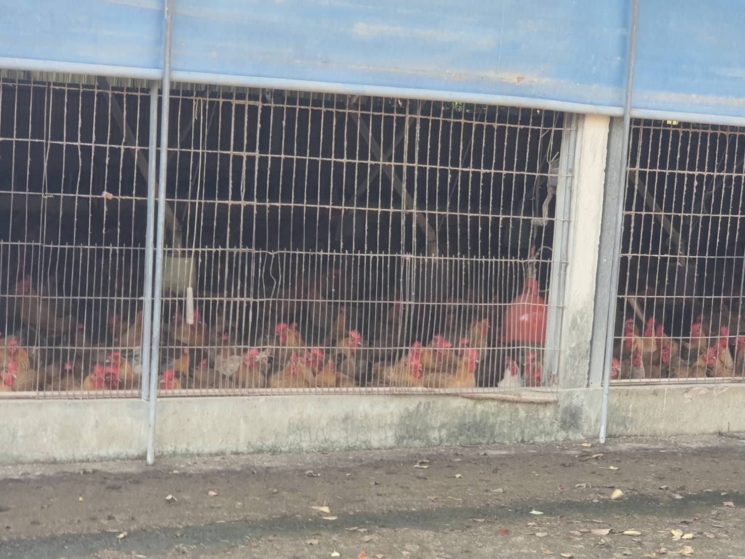 雞舍圍網避免野鳥入侵帶病毒