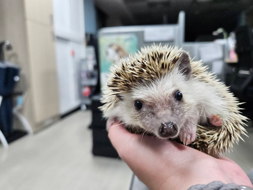 刺蝟嘴巴尖長，耳朵小