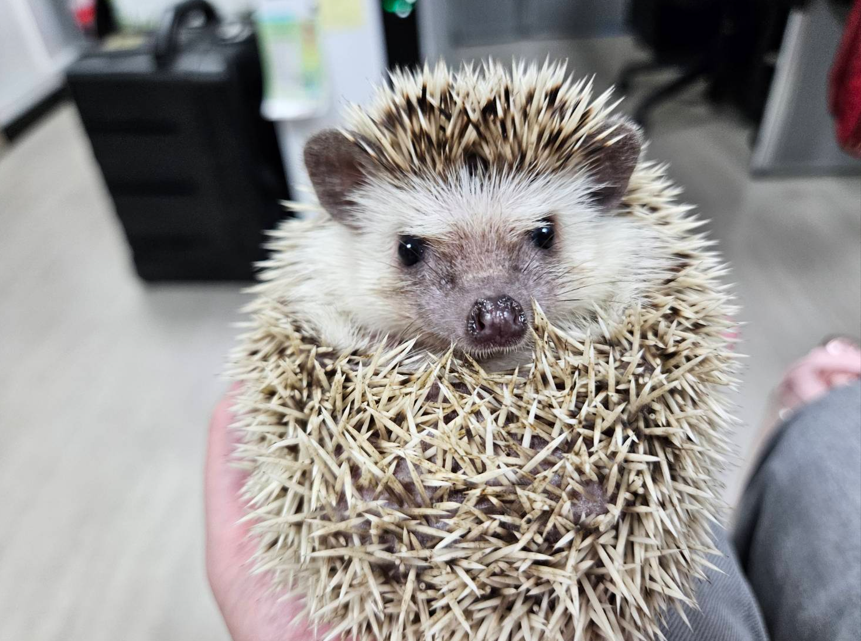 刺蝟背部和體側有數千根粗短的硬刺