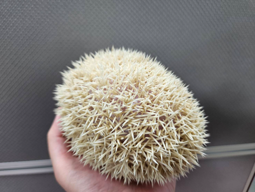 刺蝟緊張時會捲曲成球狀。豎起刺來保護自己