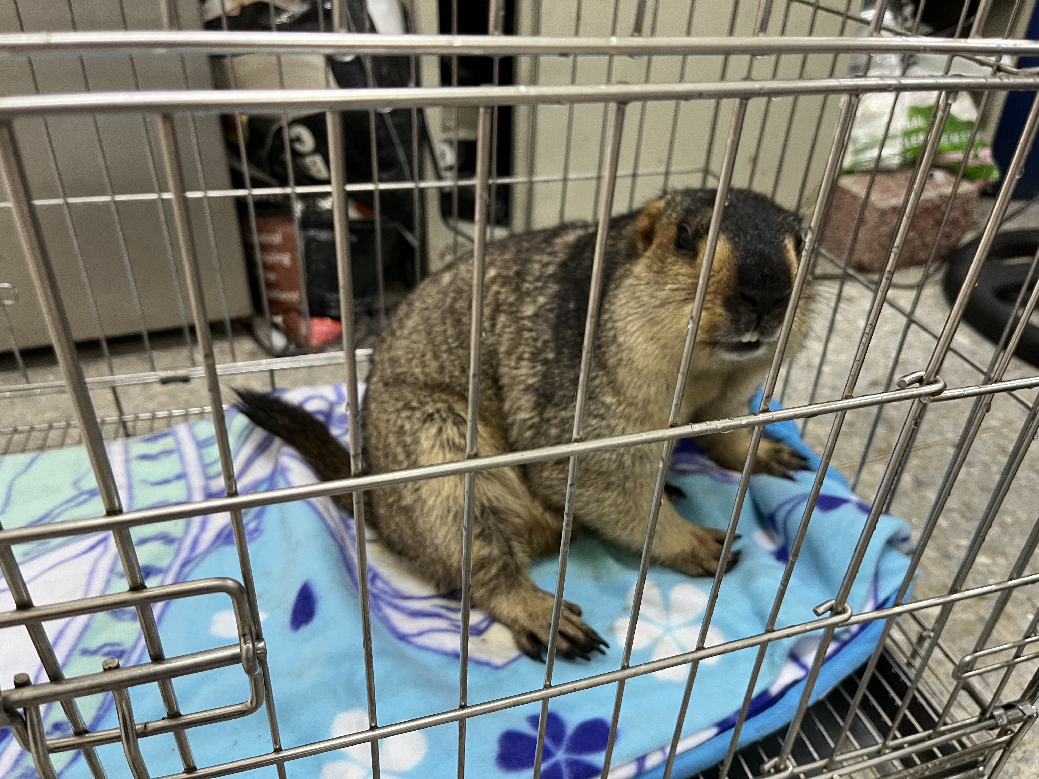 日前動保處拾獲旱獺，飼主有做特殊寵物登記晶片順利尋回