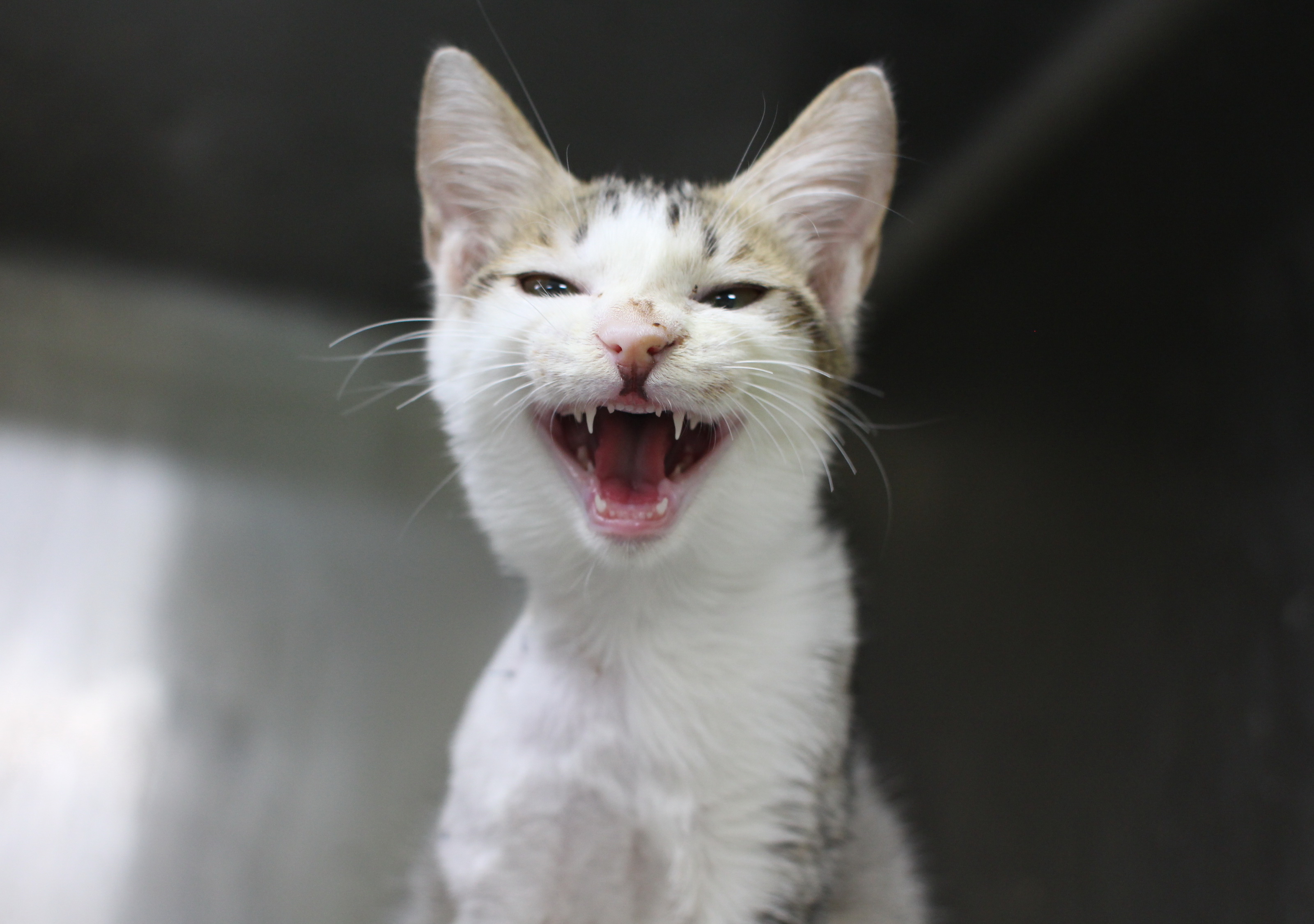  小虎斑白貓手術後復健賣萌中