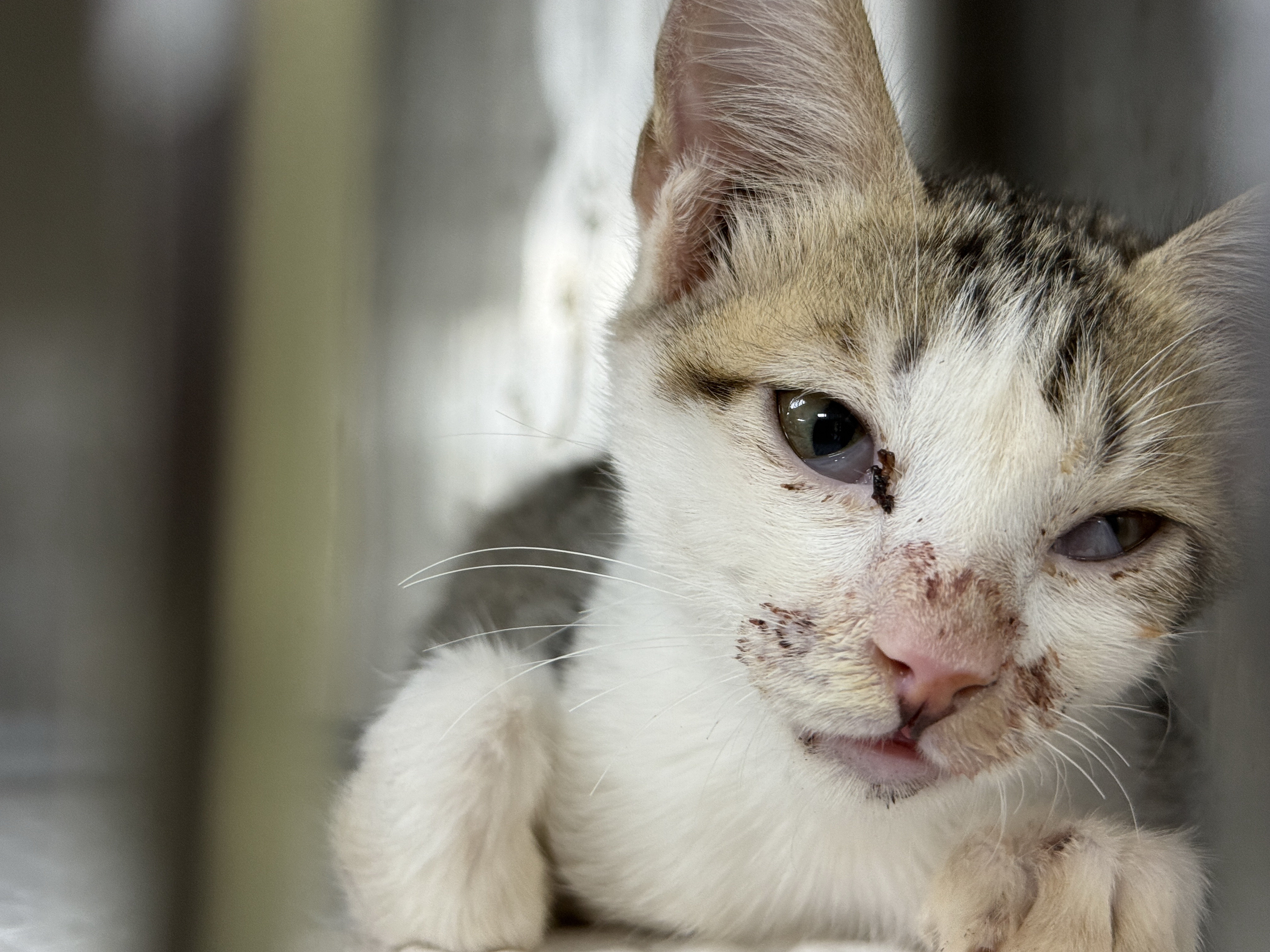  小虎斑白貓前肢骨折等待手術中