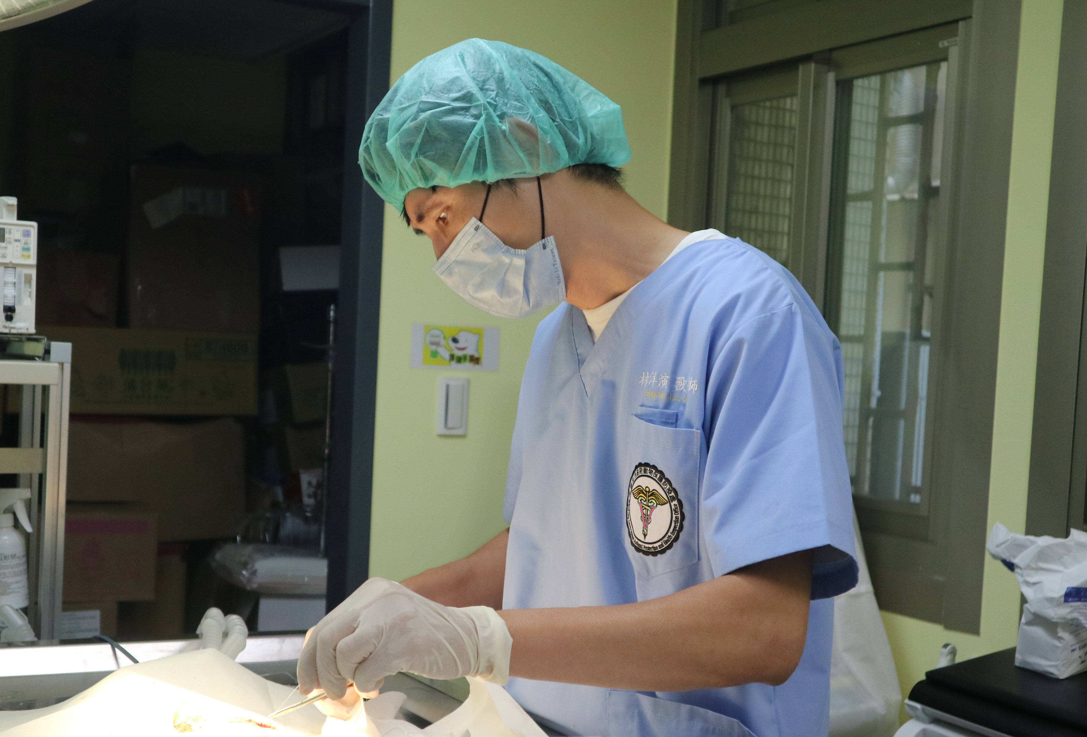 小虎斑白貓骨折手術中