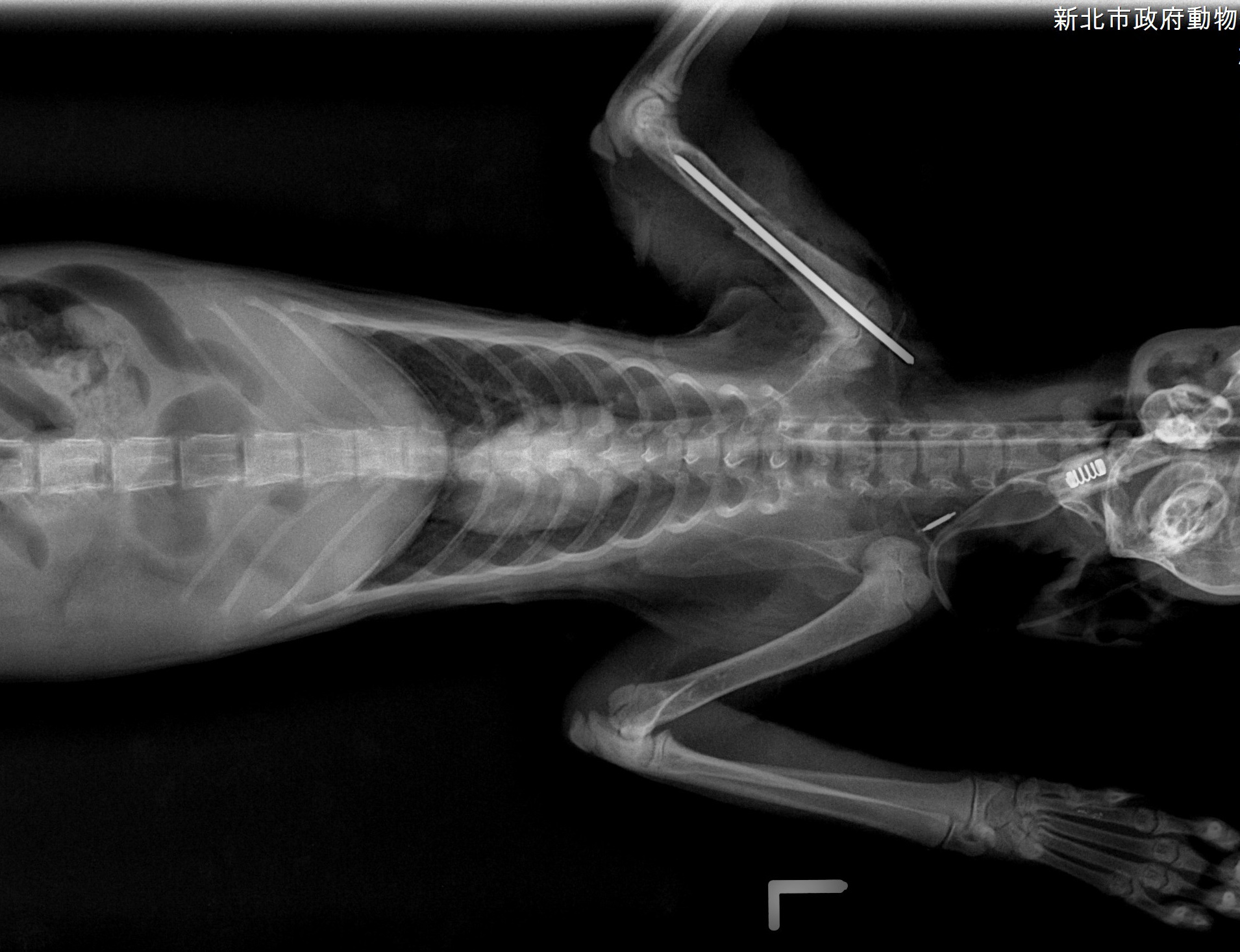 小虎斑白貓骨折手術後的X光片