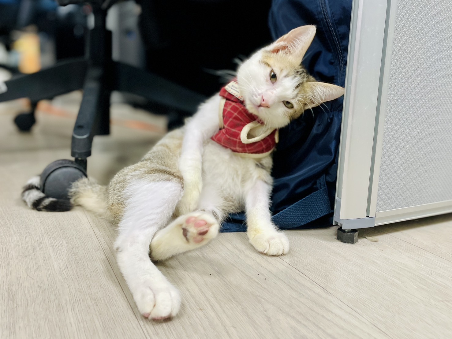  小虎斑白貓康復後等待認養中