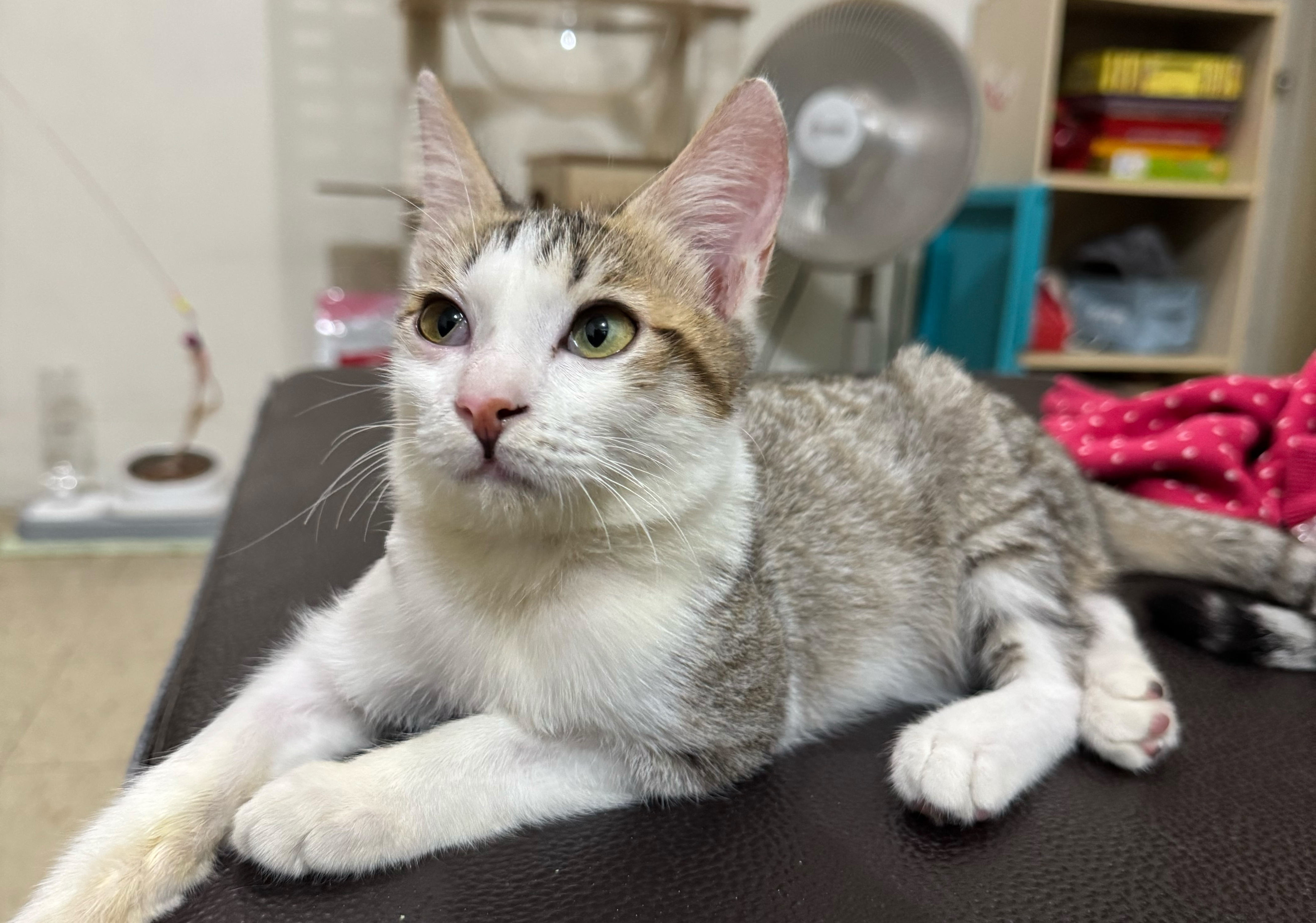 小虎斑白貓悠閒在新家中