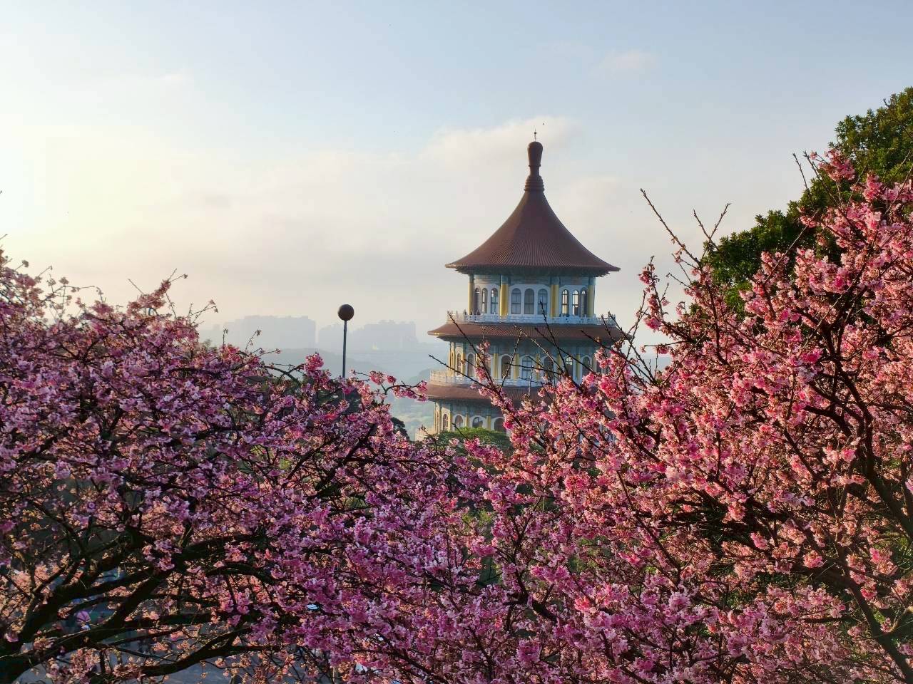 淡水天元宮三色櫻在暖陽映照下已盛開，粉白花海點綴天元宮後山，美不勝收