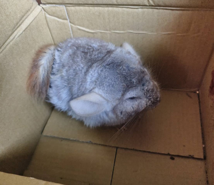  紙箱中的龍貓，其中一面紙箱布滿血跡