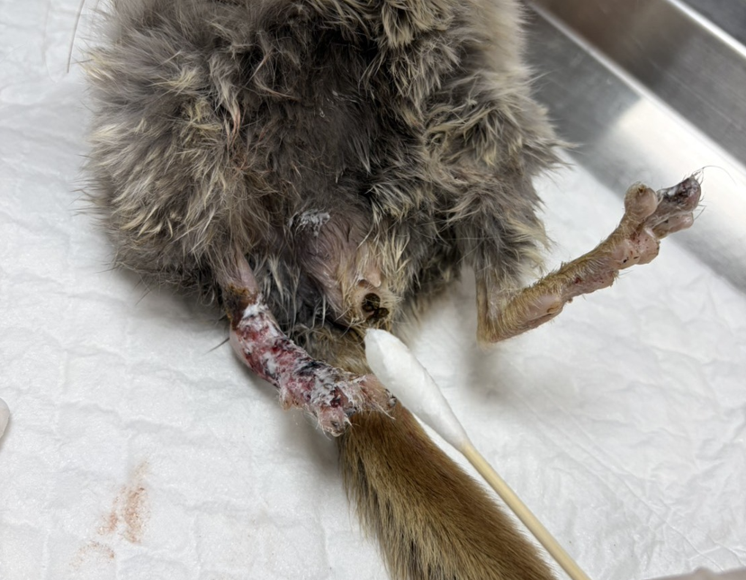  對傷口進行醫療處理