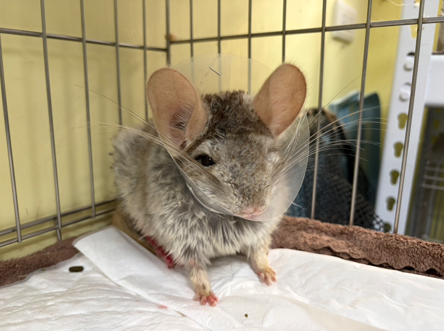  為龍貓特製伊莉莎白圈