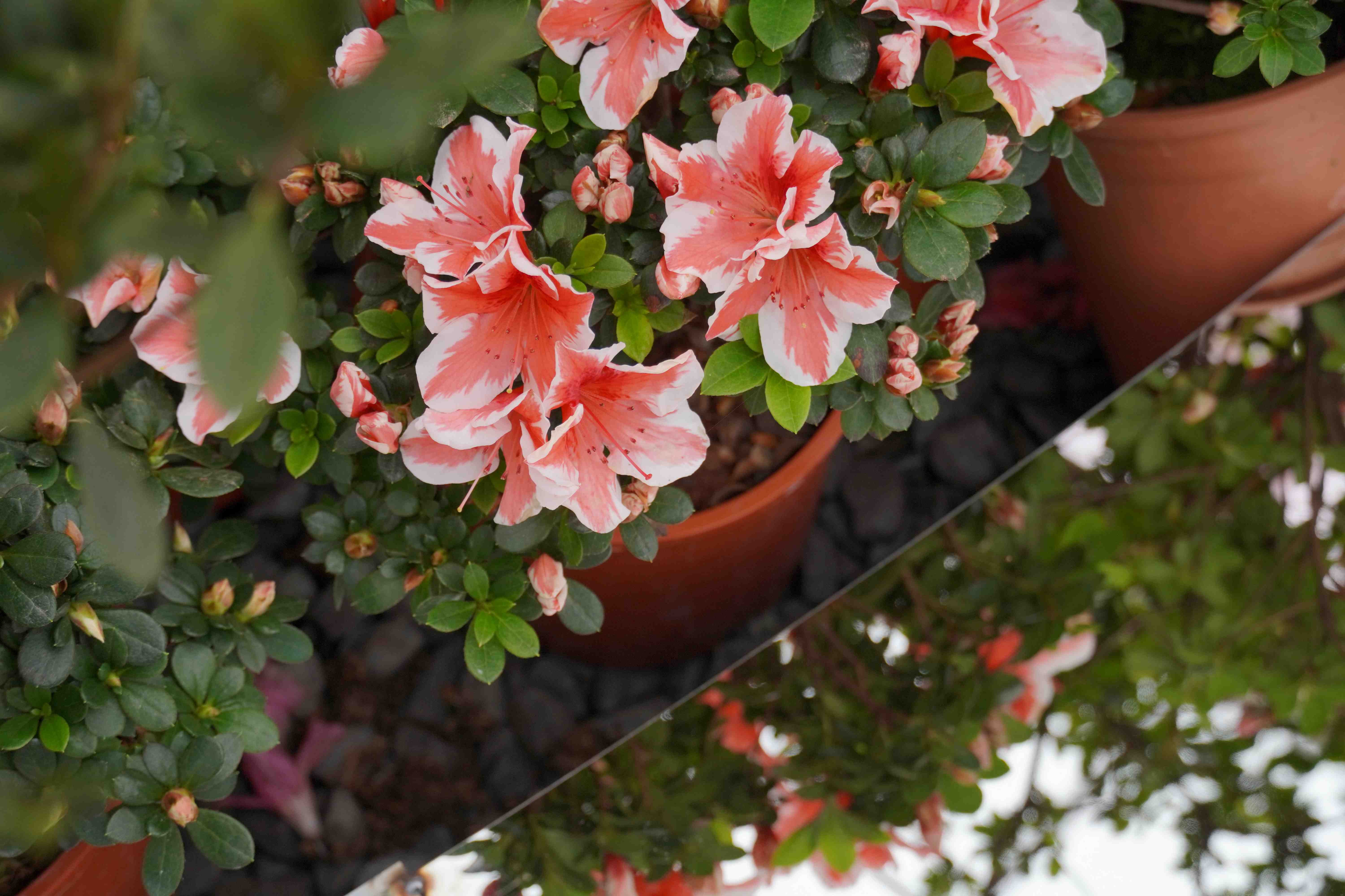 「萬金杜鵑」展期自2月7日至3月8日，期間週末及例假日皆有街頭藝人表演、小農市集及手作體驗課程，邀請民眾「馬上出發」來北海岸賞花