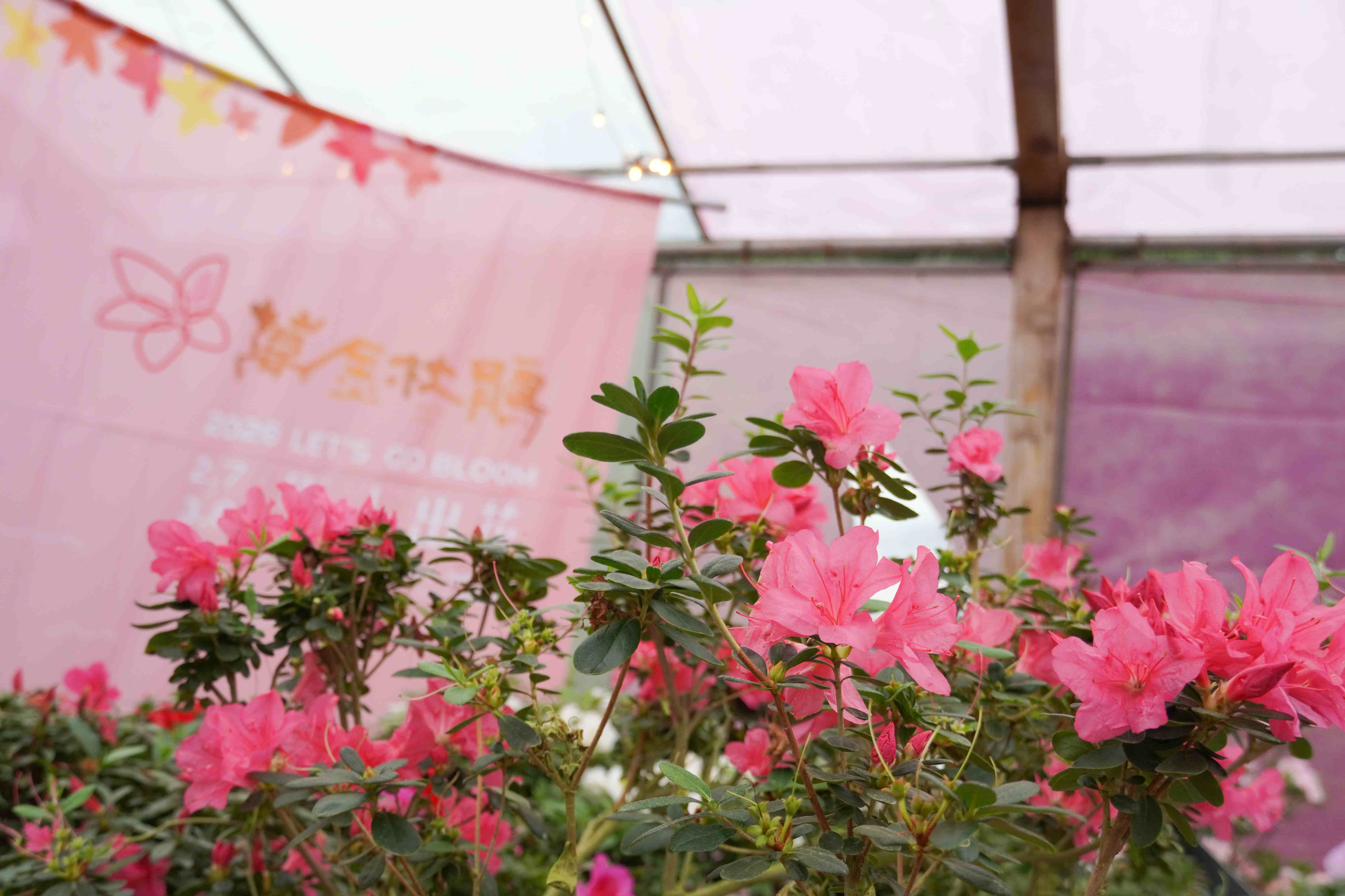 全台唯一「杜鵑美術館」將在花展期間分別展出30種特殊品種杜鵑，展現在地花農精湛的育種實力