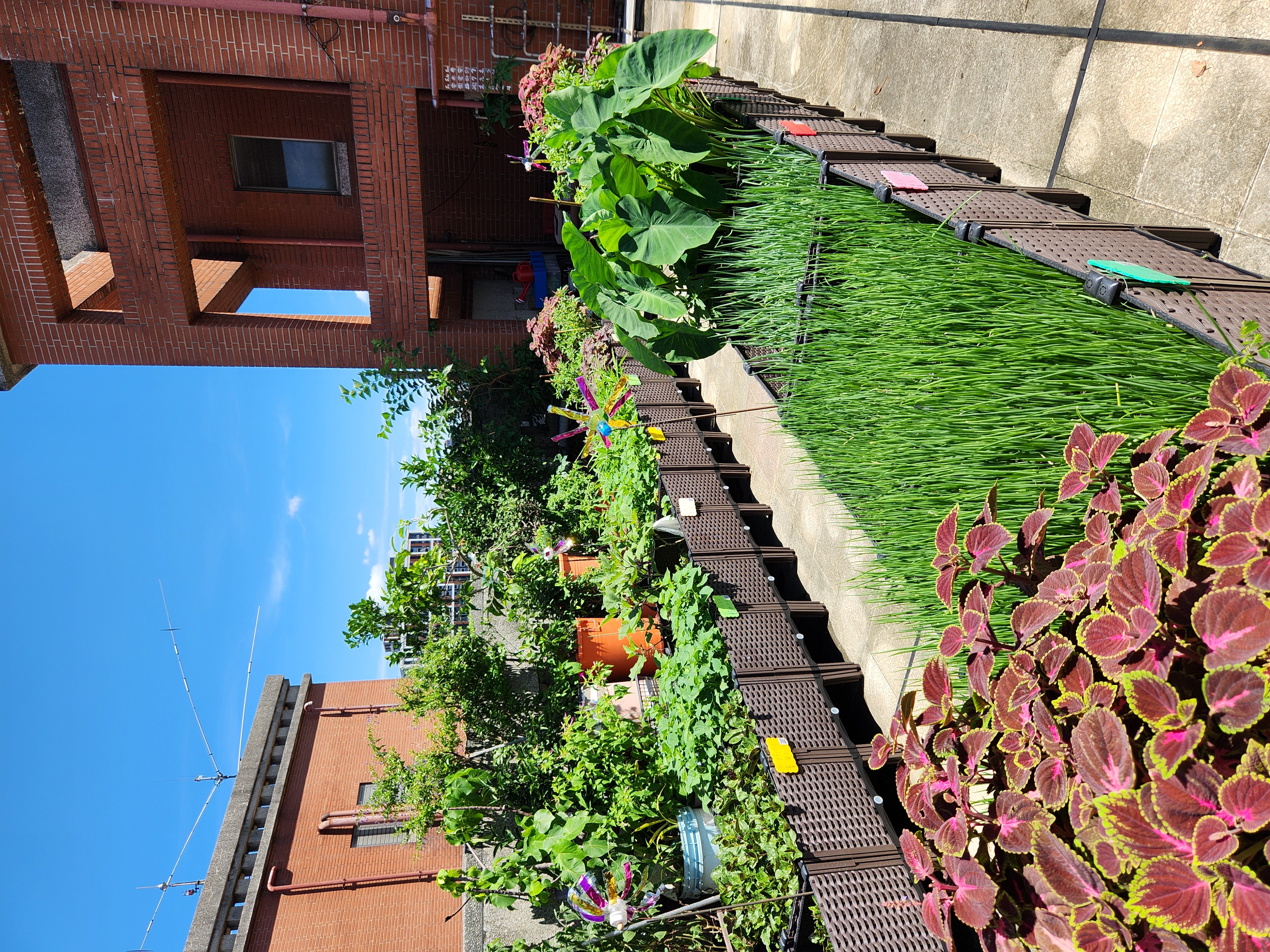 社區的陽台或屋頂打造小菜園，不僅能享受種植的樂趣，更能實踐低碳飲食、綠化環境