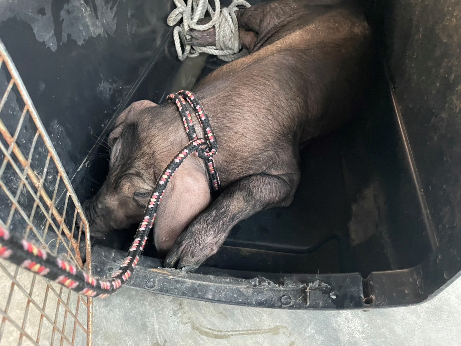  動保處用運輸籠將豬隻帶回動物之家安置