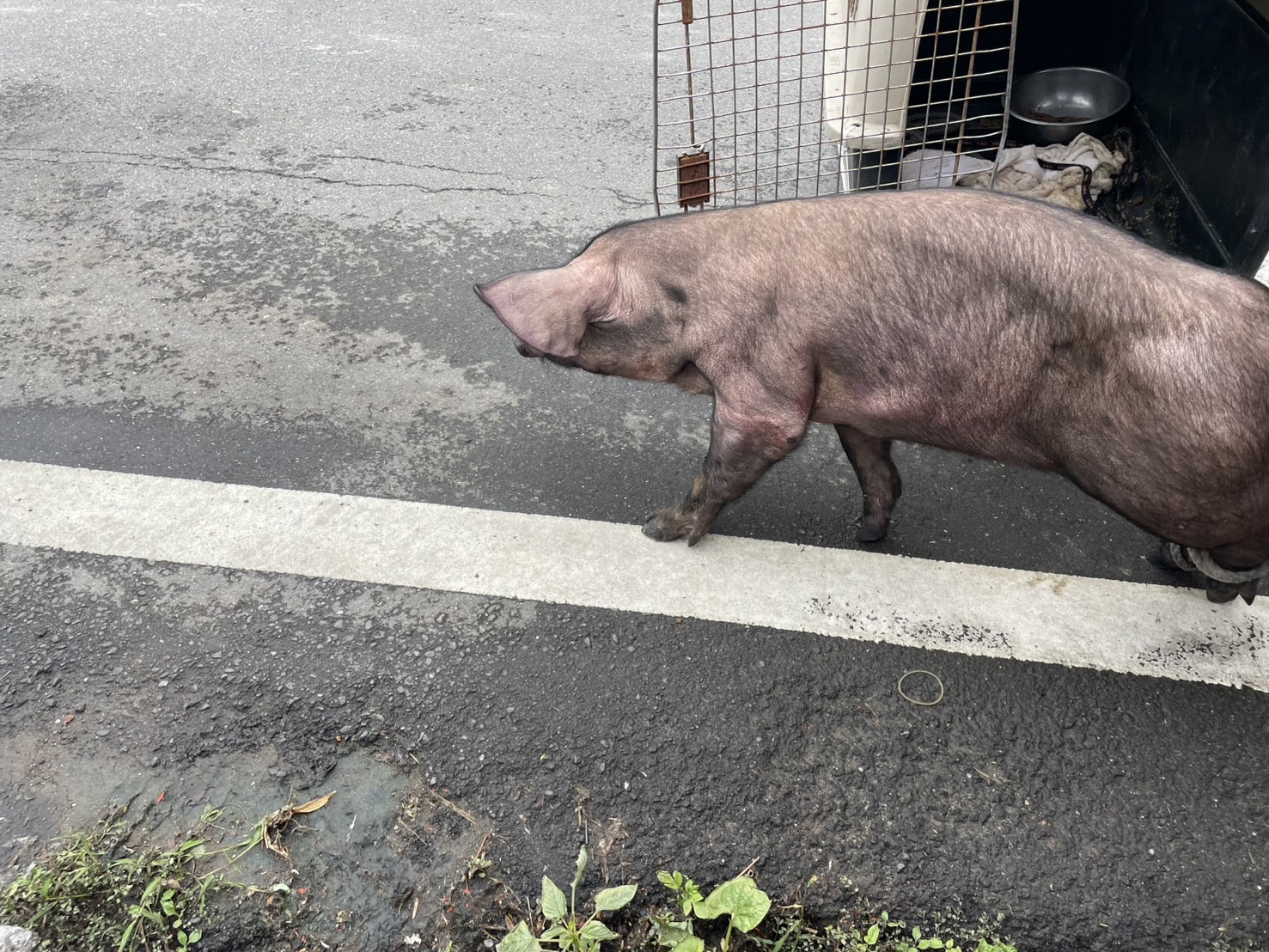  將豬隻安全運送至動物之家