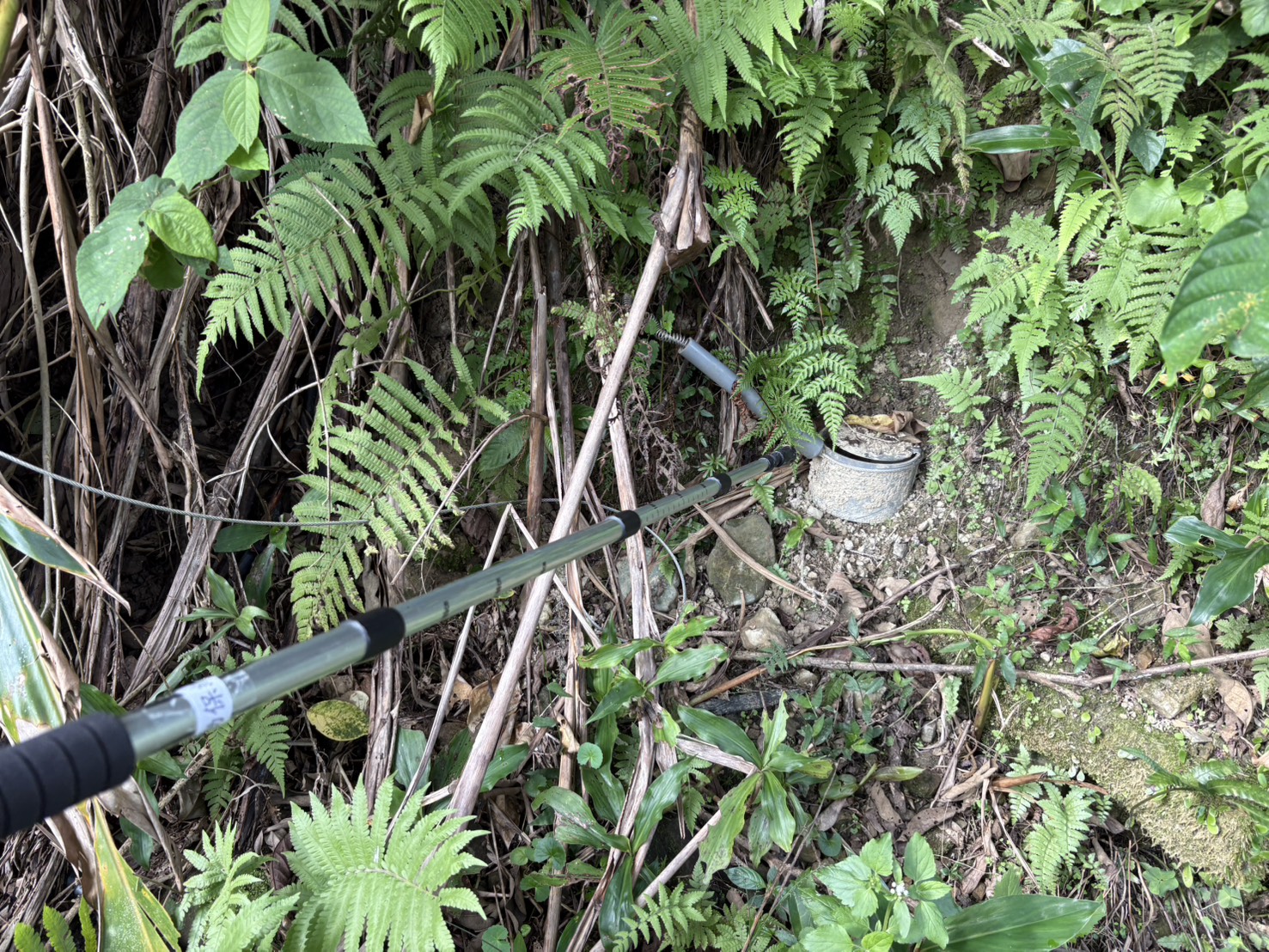 發現山豬吊或補獸鋏時，以長棍觸發踏板即可拆除，圖為尚未觸發之山豬吊陷阱