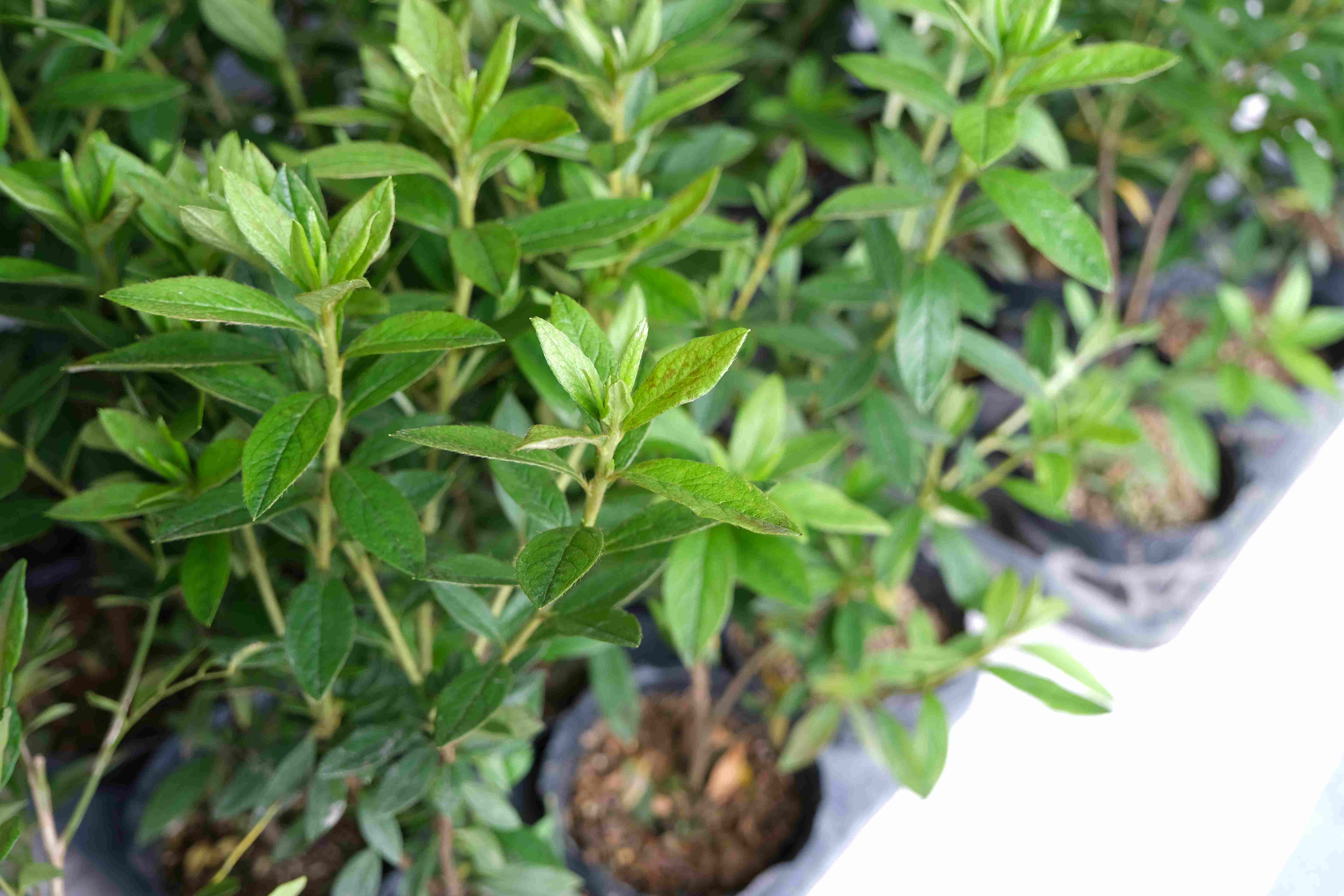 完成種樹者可參加社群抽獎活動，為地球盡一份心力又能拿好禮