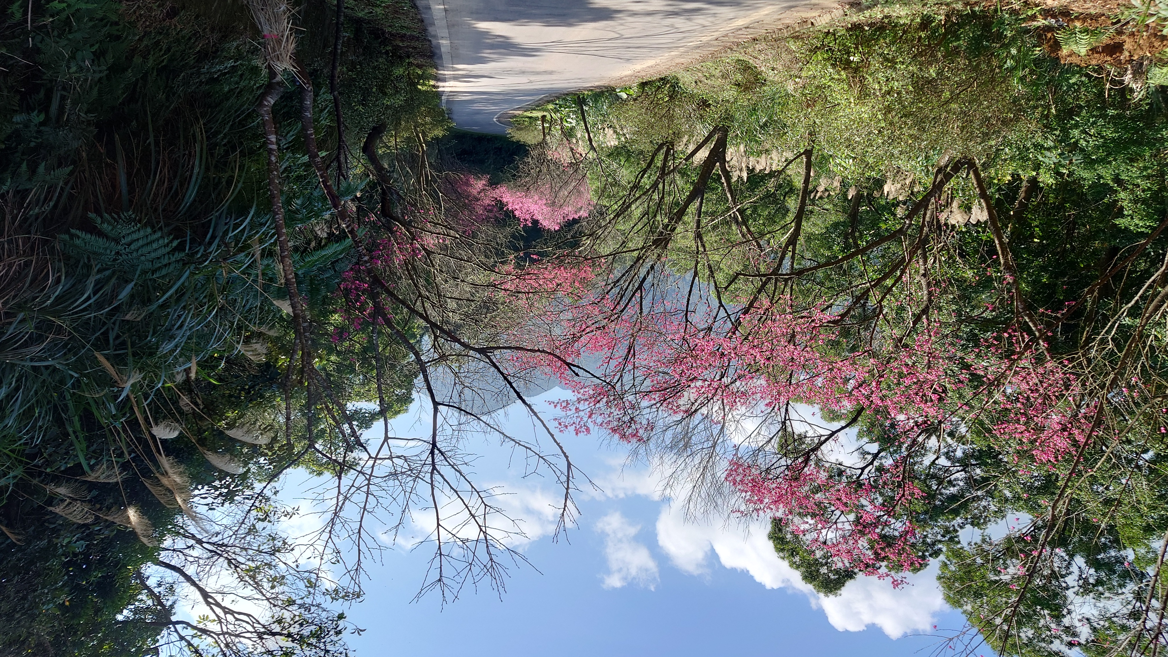 青山路櫻花陸續盛開，邀請大家到三芝賞櫻迎新春(3)