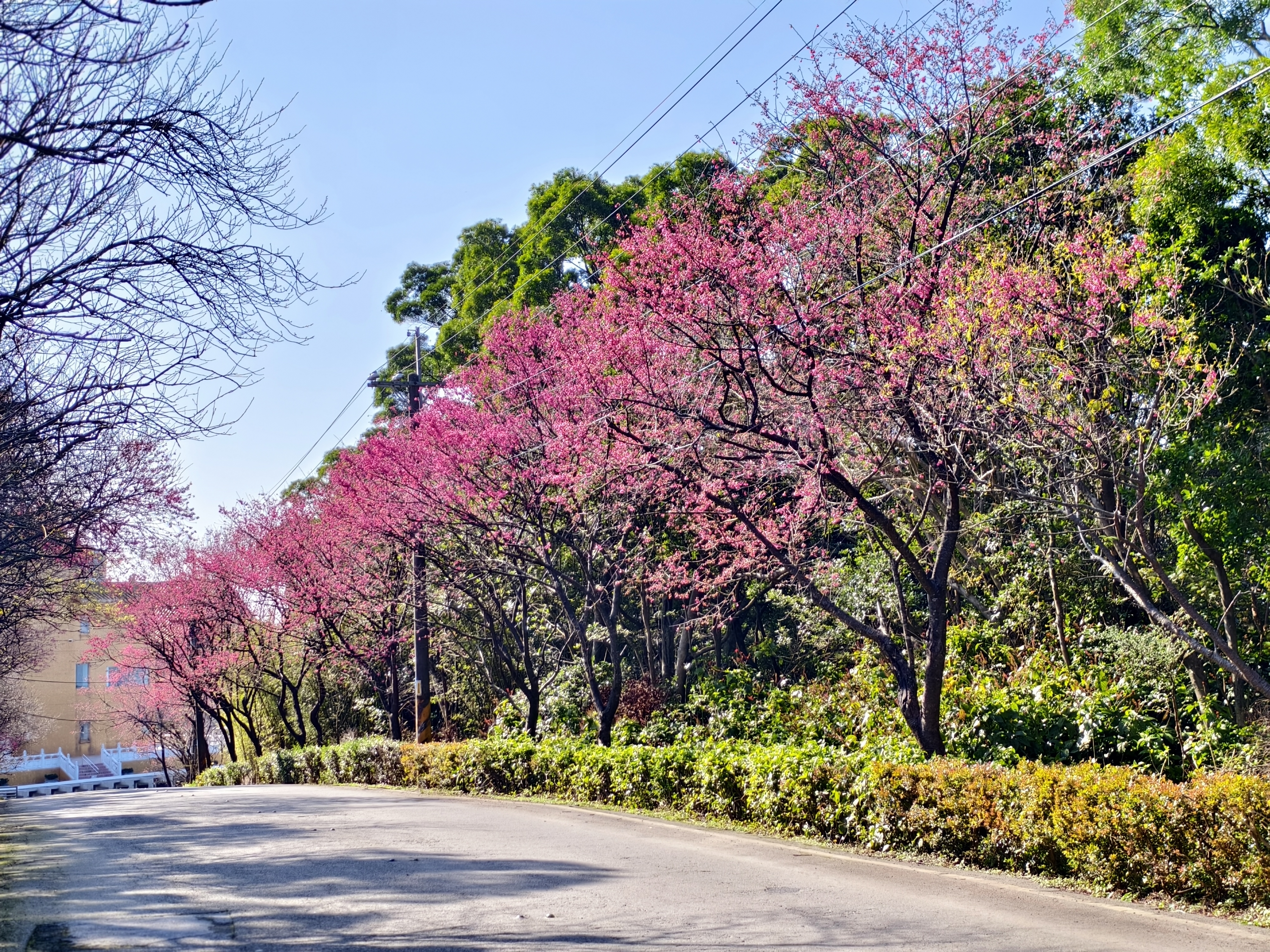 大湖路櫻花綻放，春節正美，歡迎大家來三芝賞櫻(1)