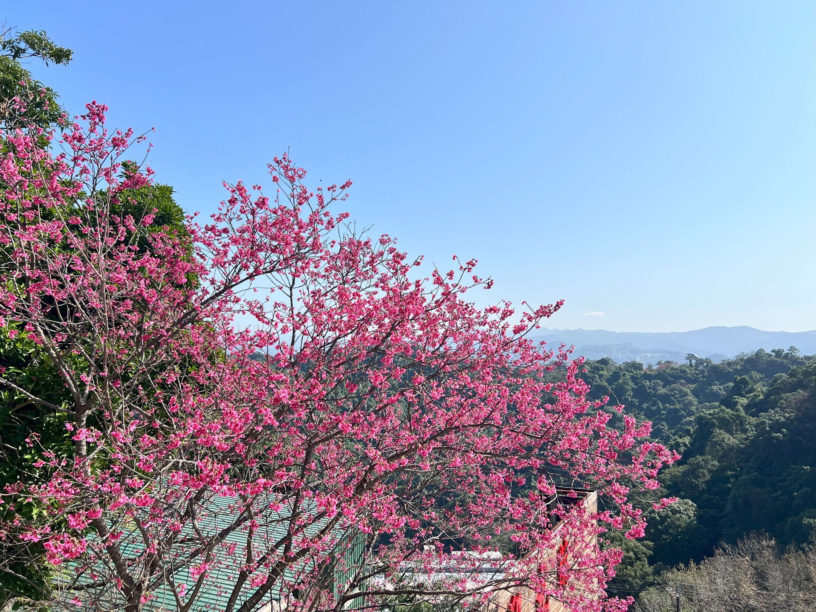 登高至中和烘爐地可俯瞰大臺北地區，山巒、櫻花與城市景觀交織的遼闊視野映入眼簾