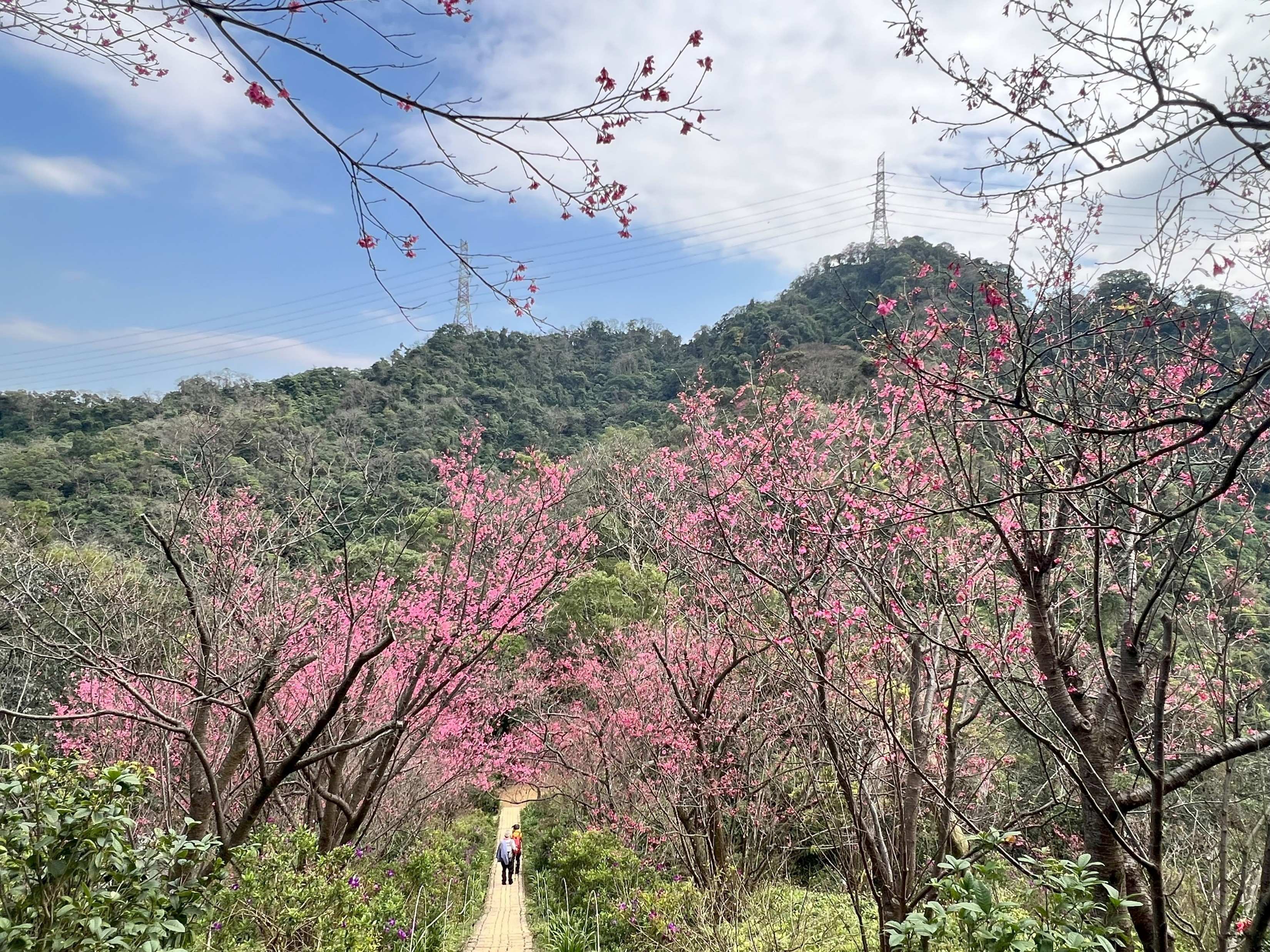 土城區太極嶺長101階的「櫻花隧道」，步道兩側櫻花已粉嫩盛開