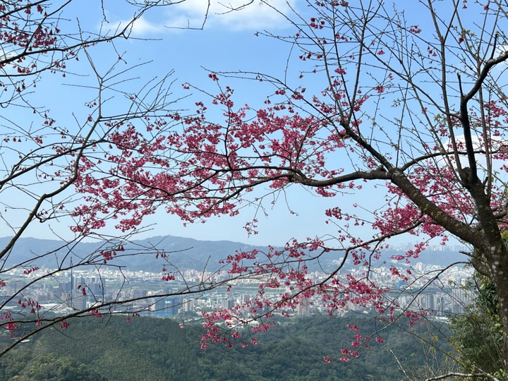 歡迎大家一同登山健行追櫻，走進遠離塵囂的山林，用雙腳感受春天的浪漫與活力