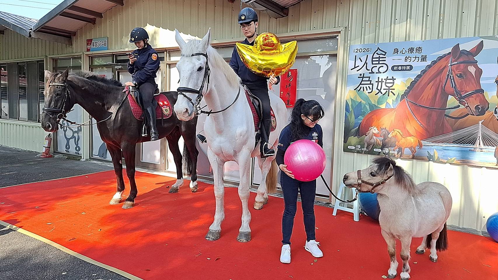  動保處送療癒球給馬匹，做療癒互動