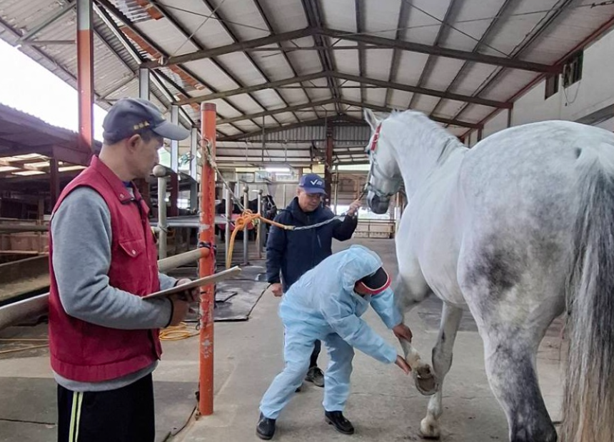 特約獸醫師檢查馬蹄狀況