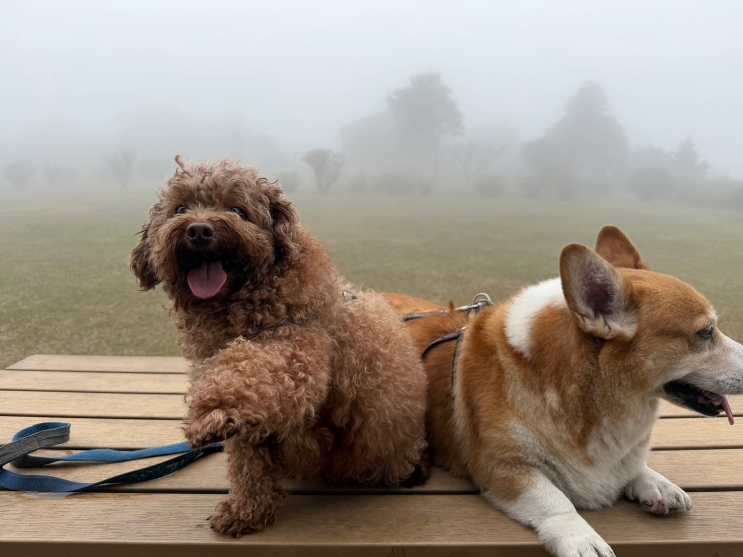  飼主帶毛寶貝外出時務必要繫牽繩