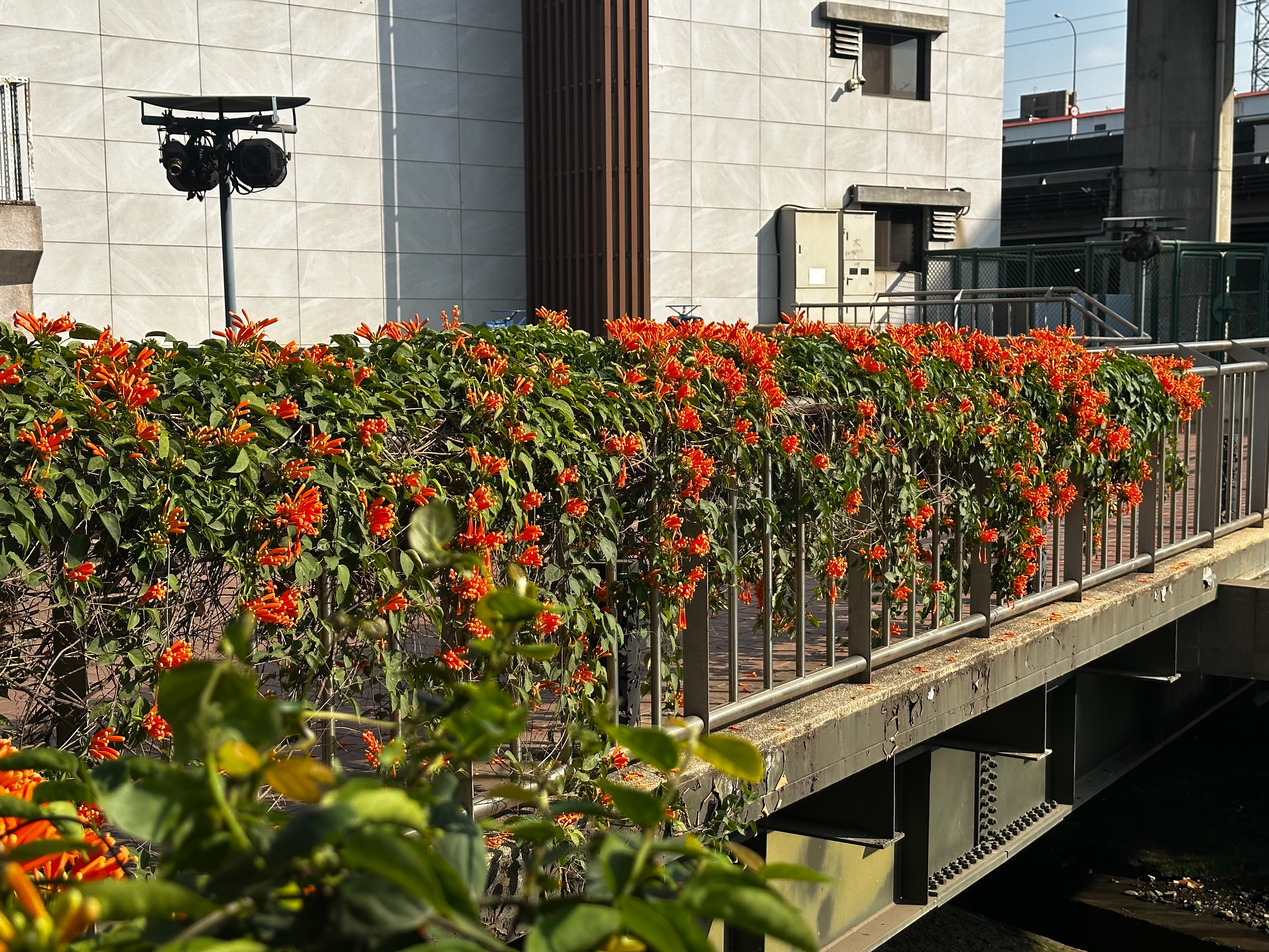 揮別寒冬的暖色調！蘆洲鴨母港溝炮仗花悄悄探頭，靜待春節滿開