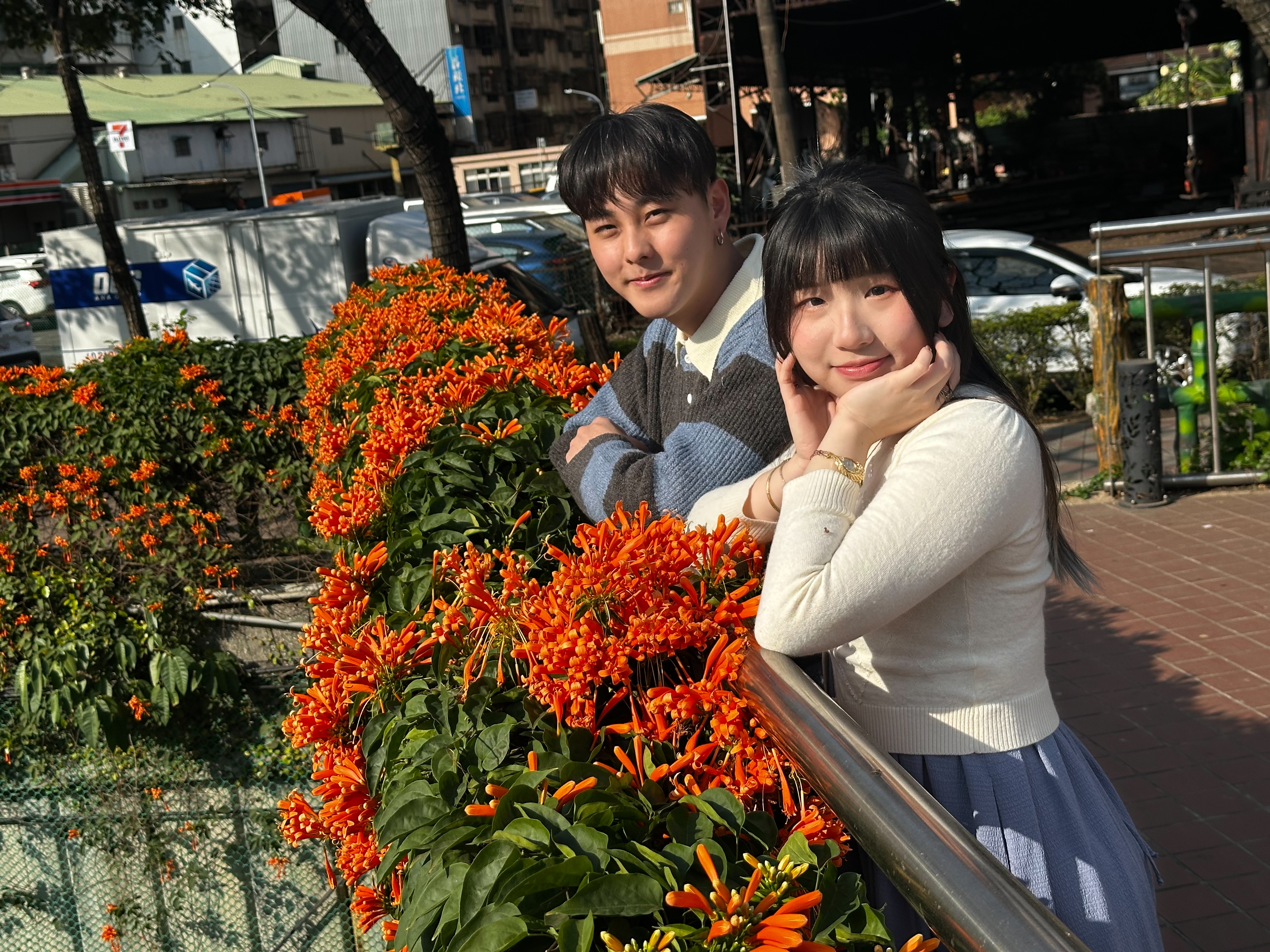 炮仗花攀附在人行道邊扶手，仍有許多花苞等待開放